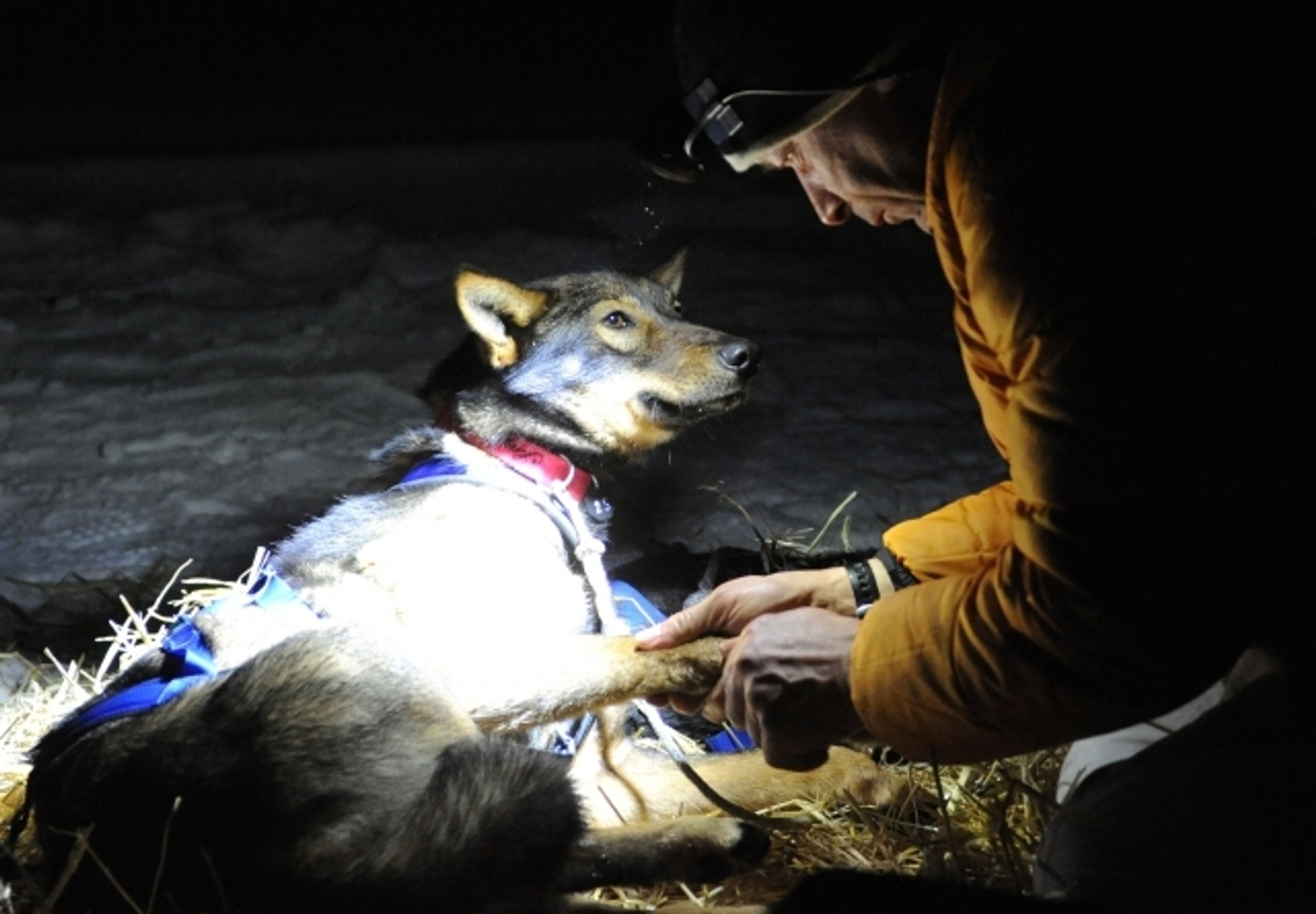 Iditarod - závod psích spřežení na Aljašce - 14 - GALERIE: Iditarod - závod psích spřežení na Aljašce (1/17)