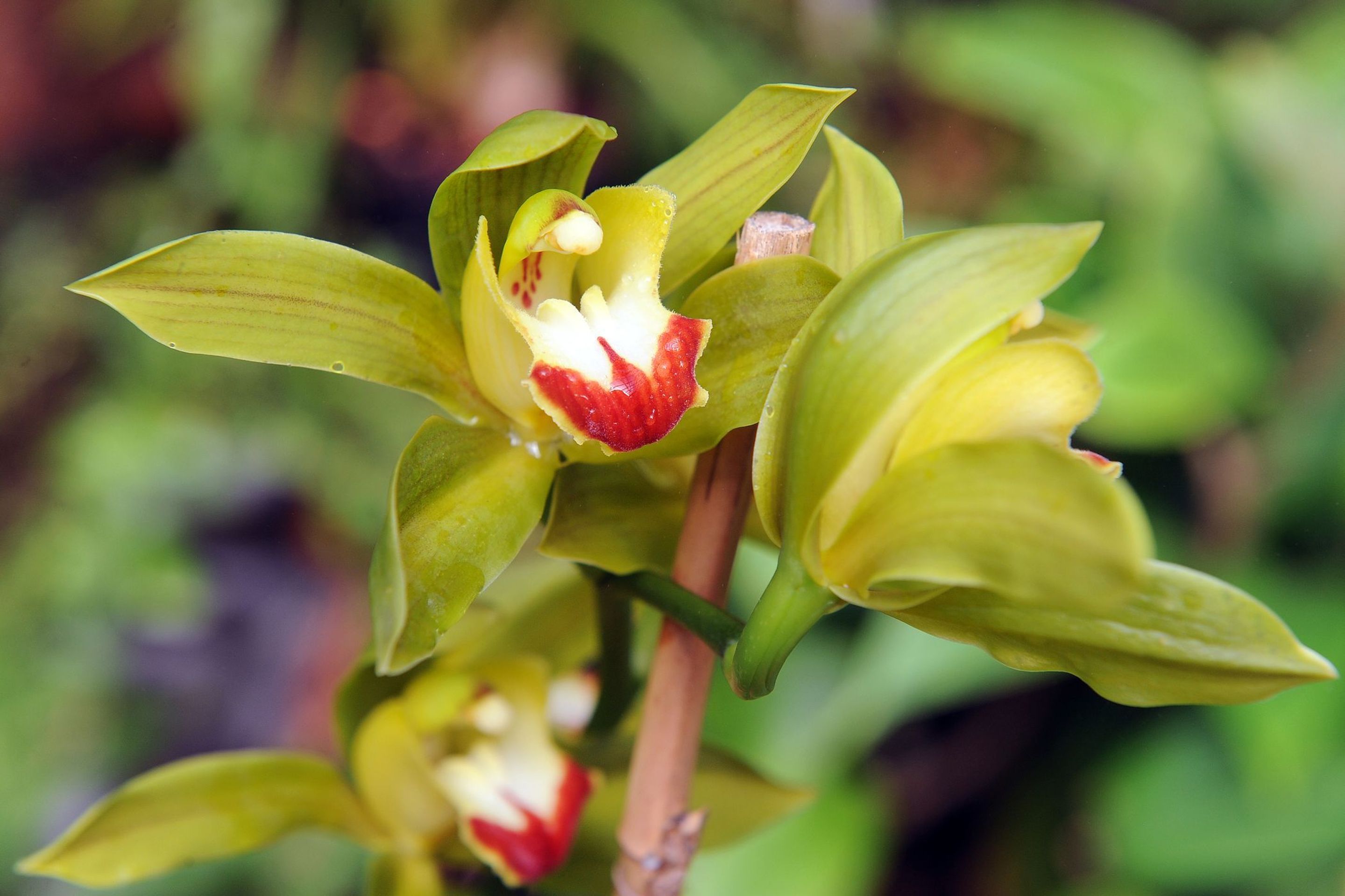Výstava orchidejí - 28 - GALERIE: Orchideje v pražské botanické zahradě (26/29)