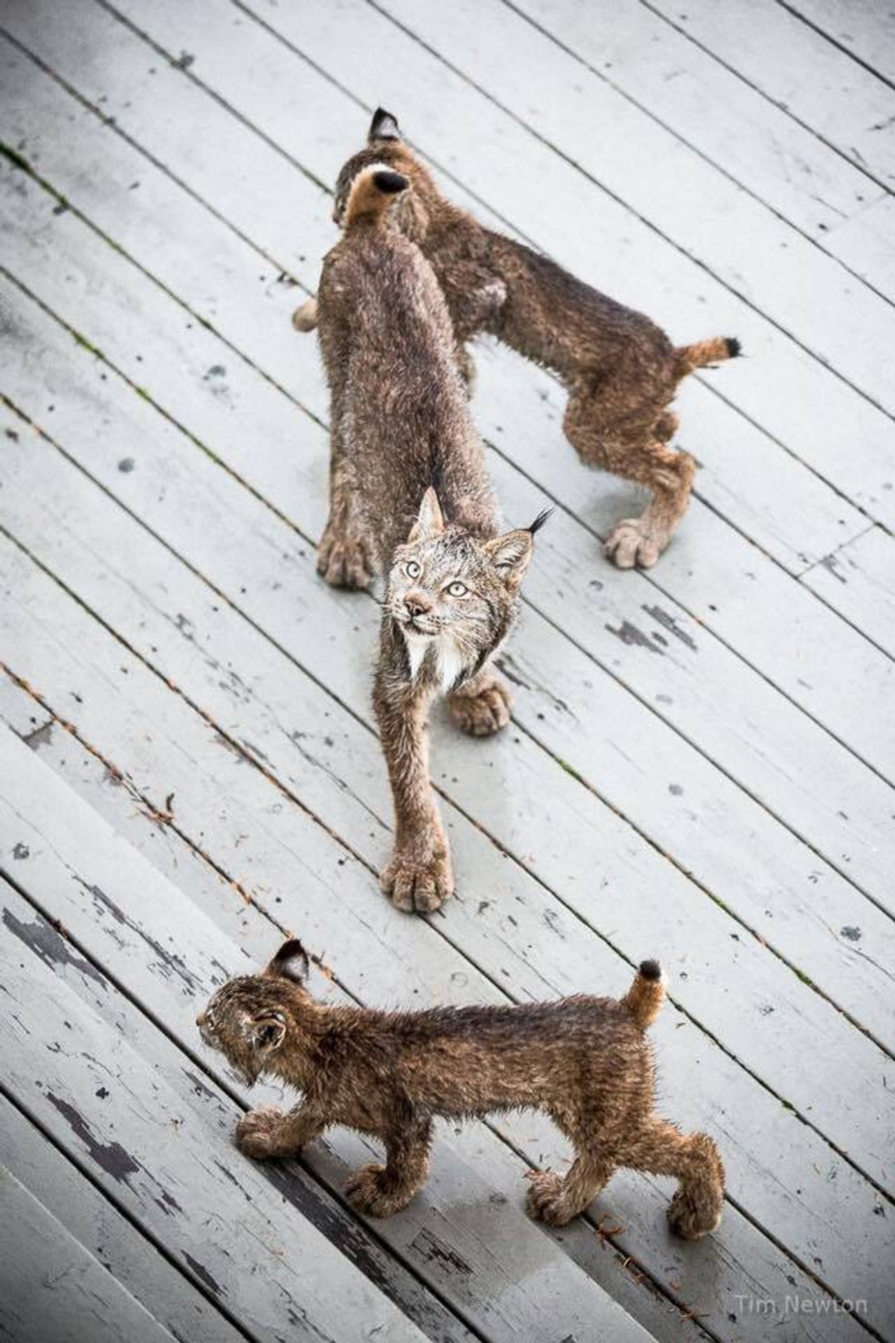 Rysové skotačili na verandě fotografa - 11 - GALERIE: Rysové skotačili na verandě fotografa (11/12)