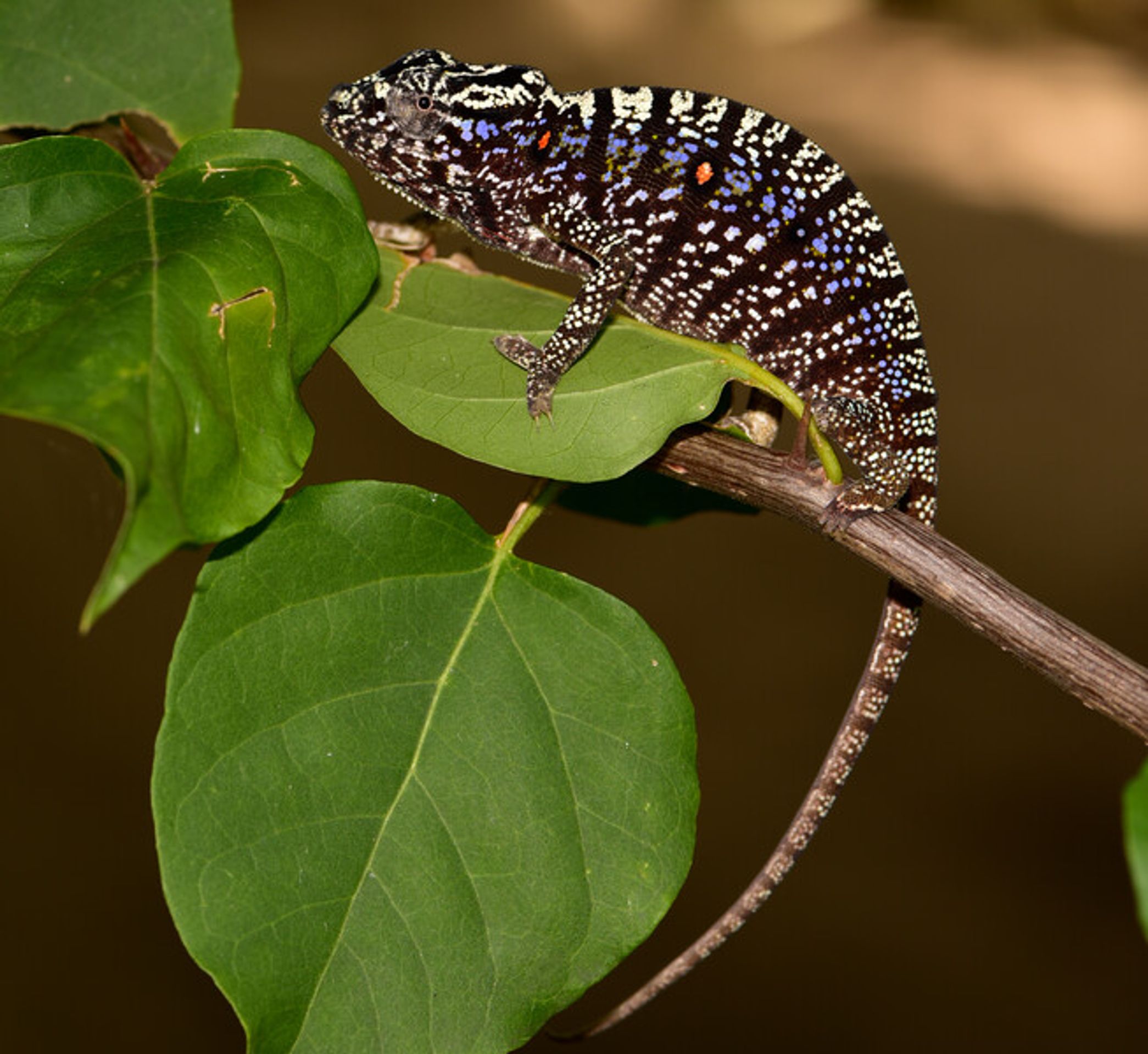 Voeltzkow's Chameleon - 1 - GALERIE: Voeltzkow chameleon (1/5)