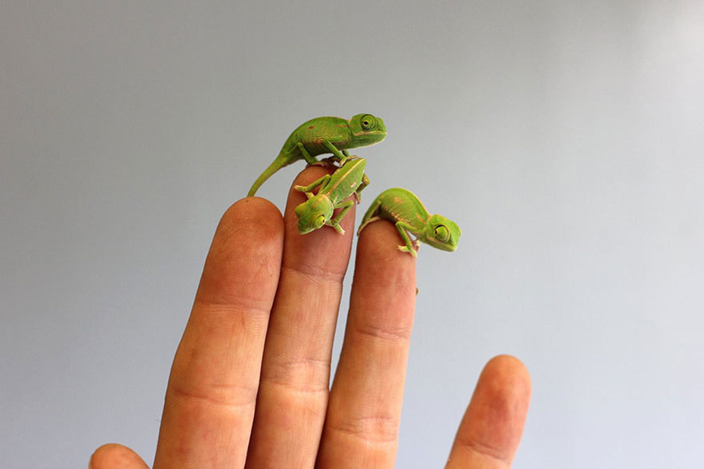 Malí chameleoni z australské zoo - 3 - GALERIE: Mláďata chameleona jemenského (10/12)
