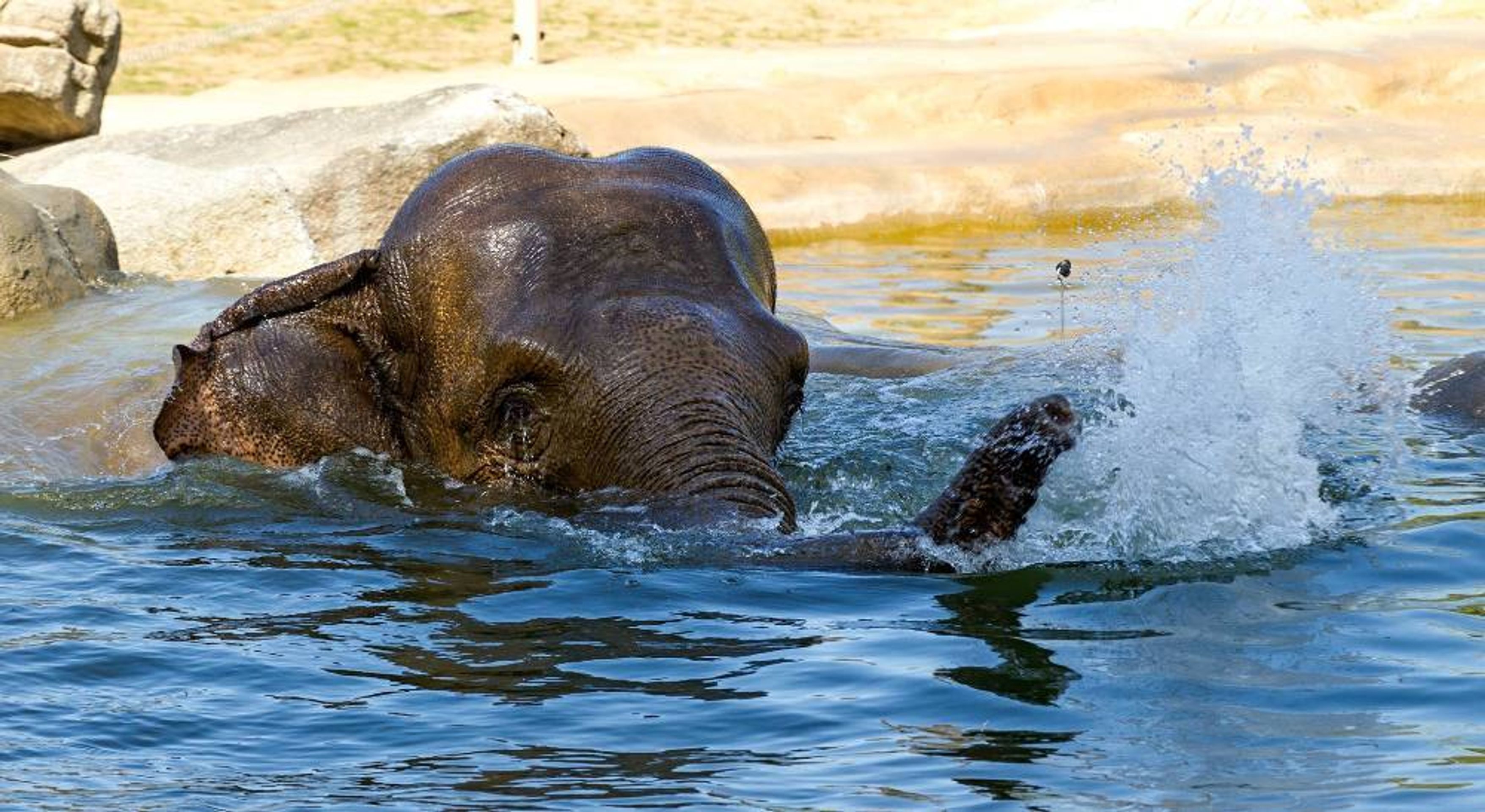 Sloni v pražské zoo - 2 - GALERIE: Sloni v pražské zoo: Tropy je netrápí. Podívejte se, jak dokážou řádit ve vodě (6/7)