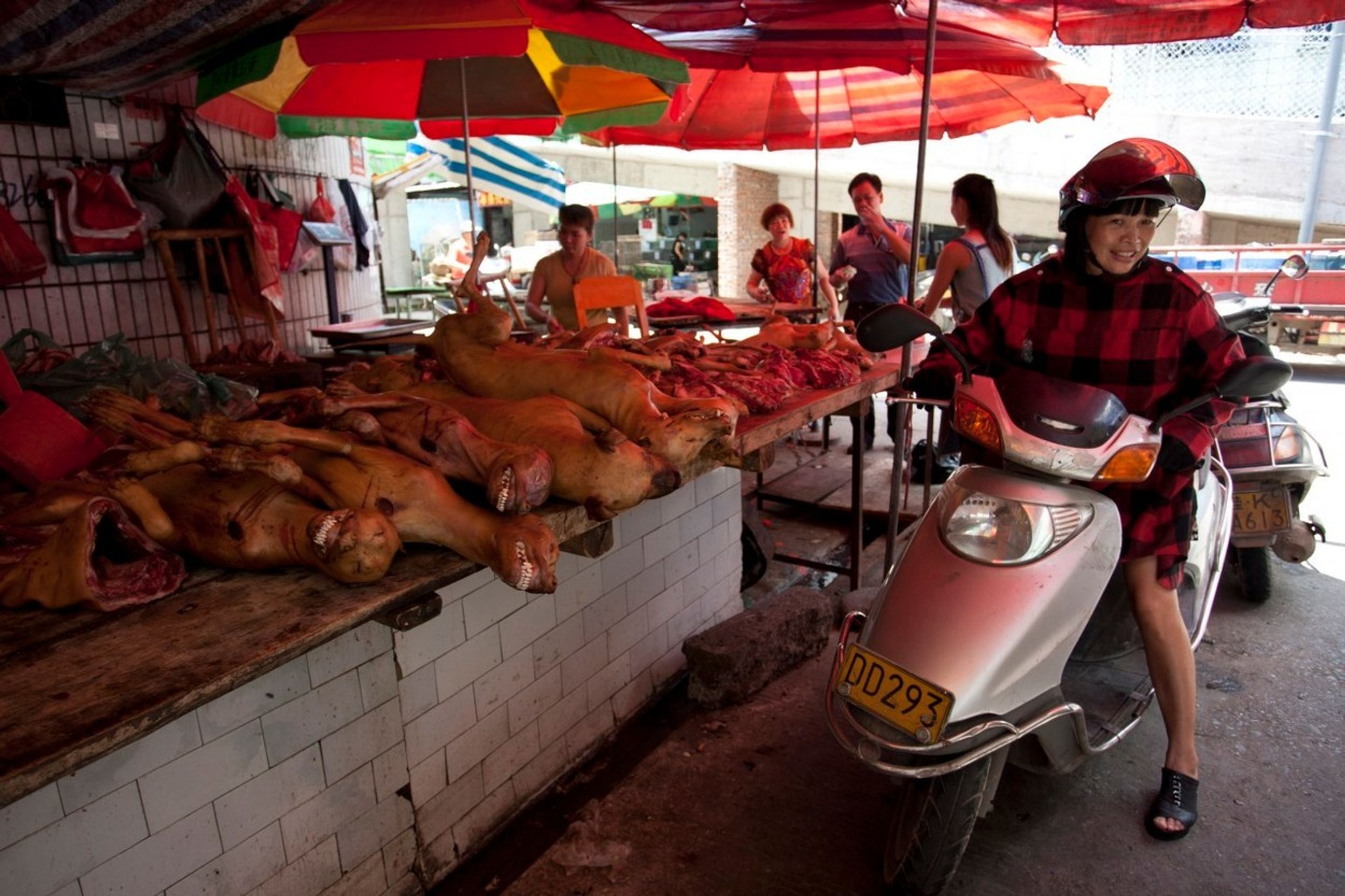 Pojídání psů na festivalu Yulin 2015 - 7 - GALERIE: Pojídání psů na festivalu Yulin 2015 (7/11)