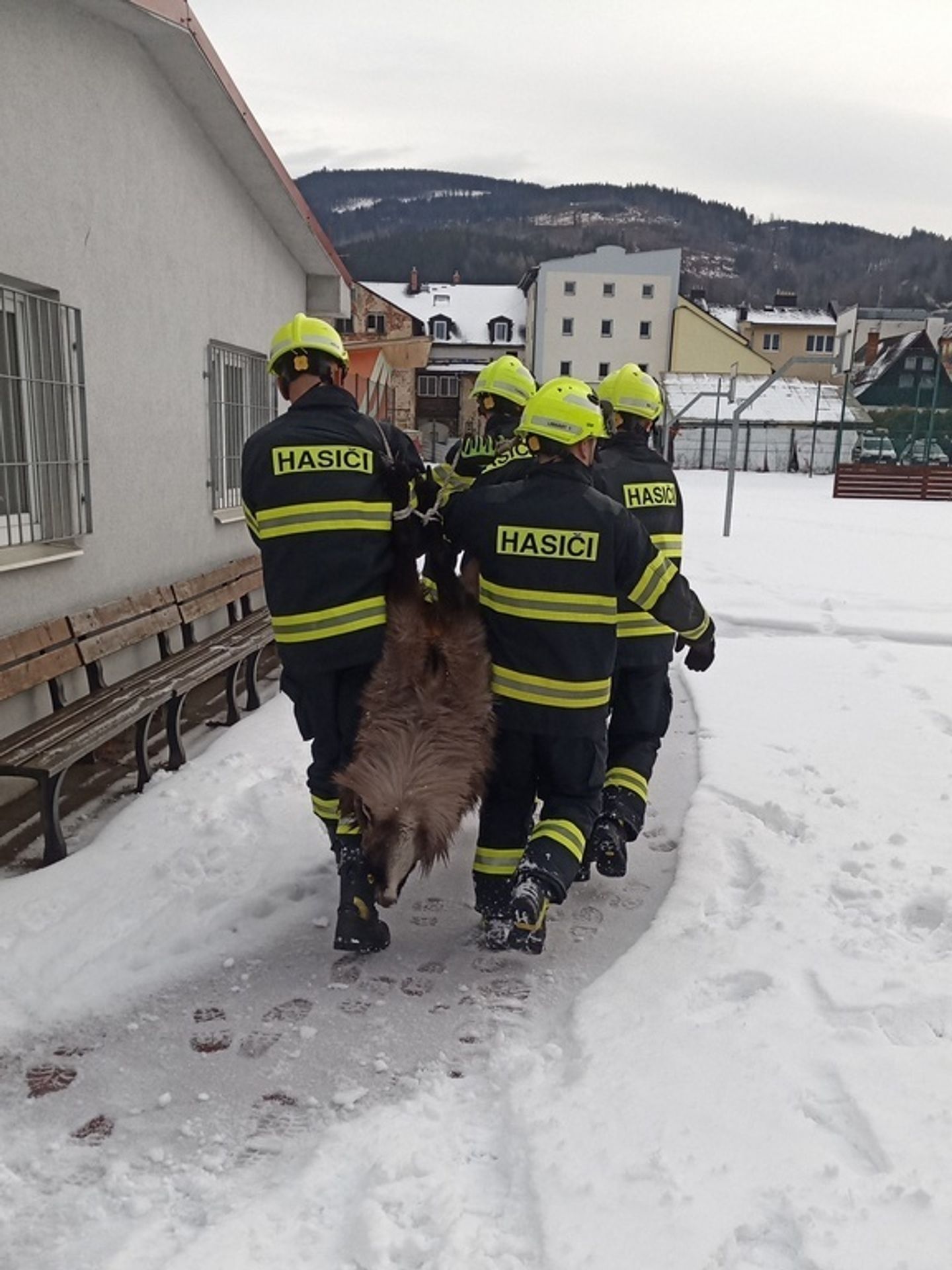Tahr himálajský na Jesenicku - Tahr himálajský na Jesenicku (4/6)
