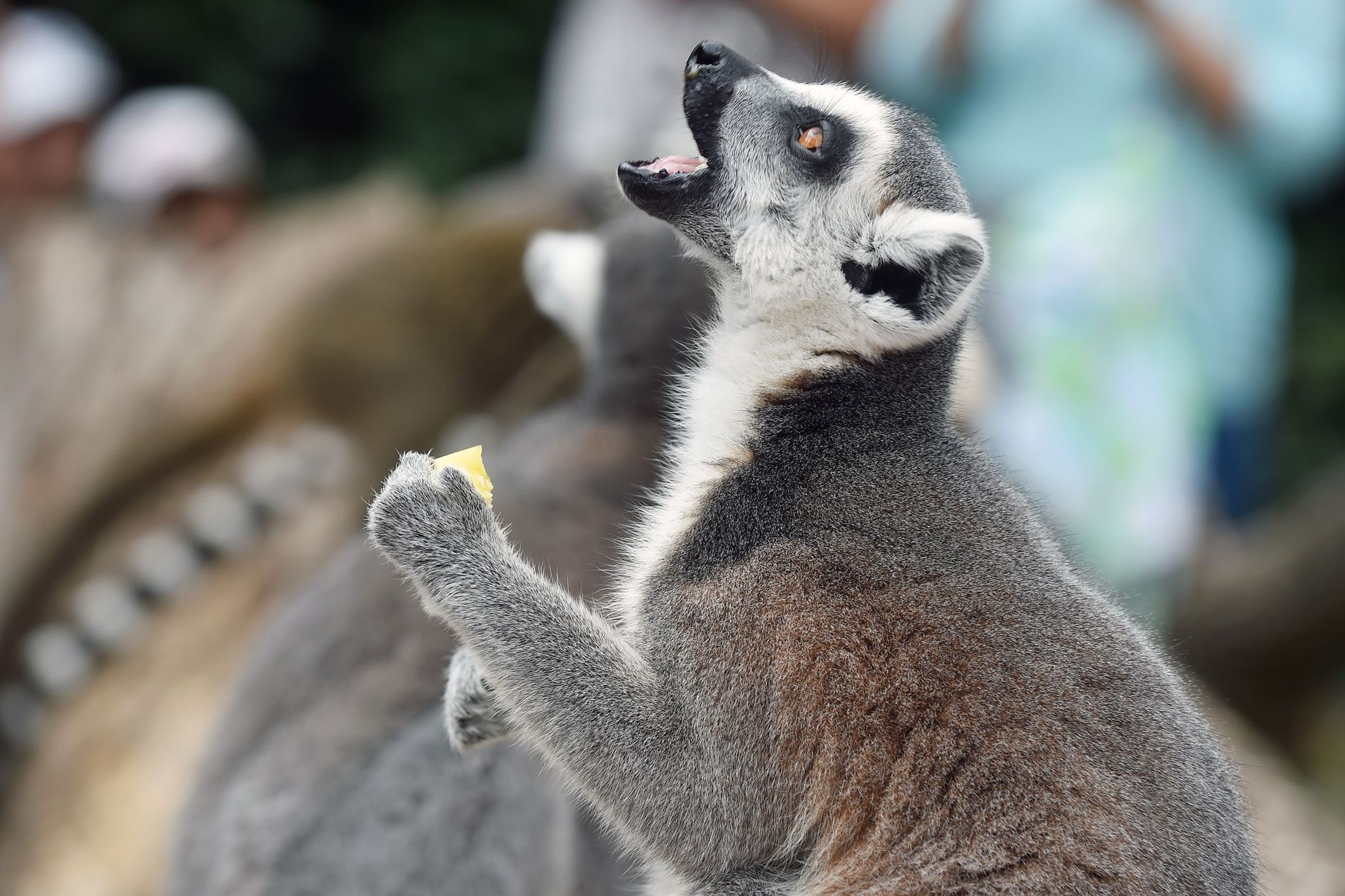 Krmení lemurů v ZOO Praha - 6 - GALERIE: Krmení lemurů v ZOO Praha (6/19)