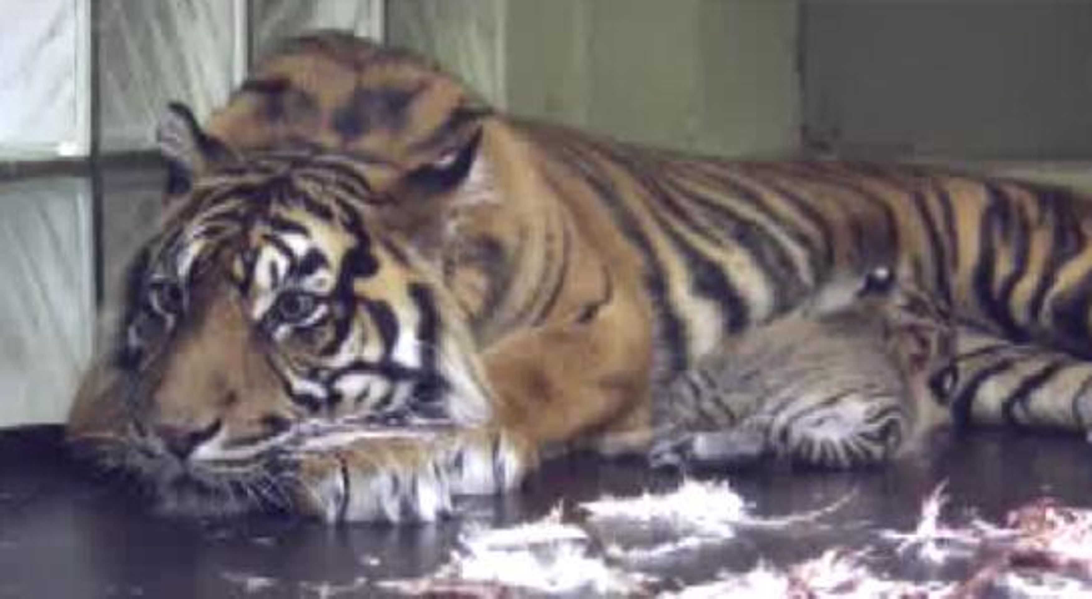Jihlavský tygřík sumaterský - 4 - GALERIE: Mládě tygra sumaterského (1/4)