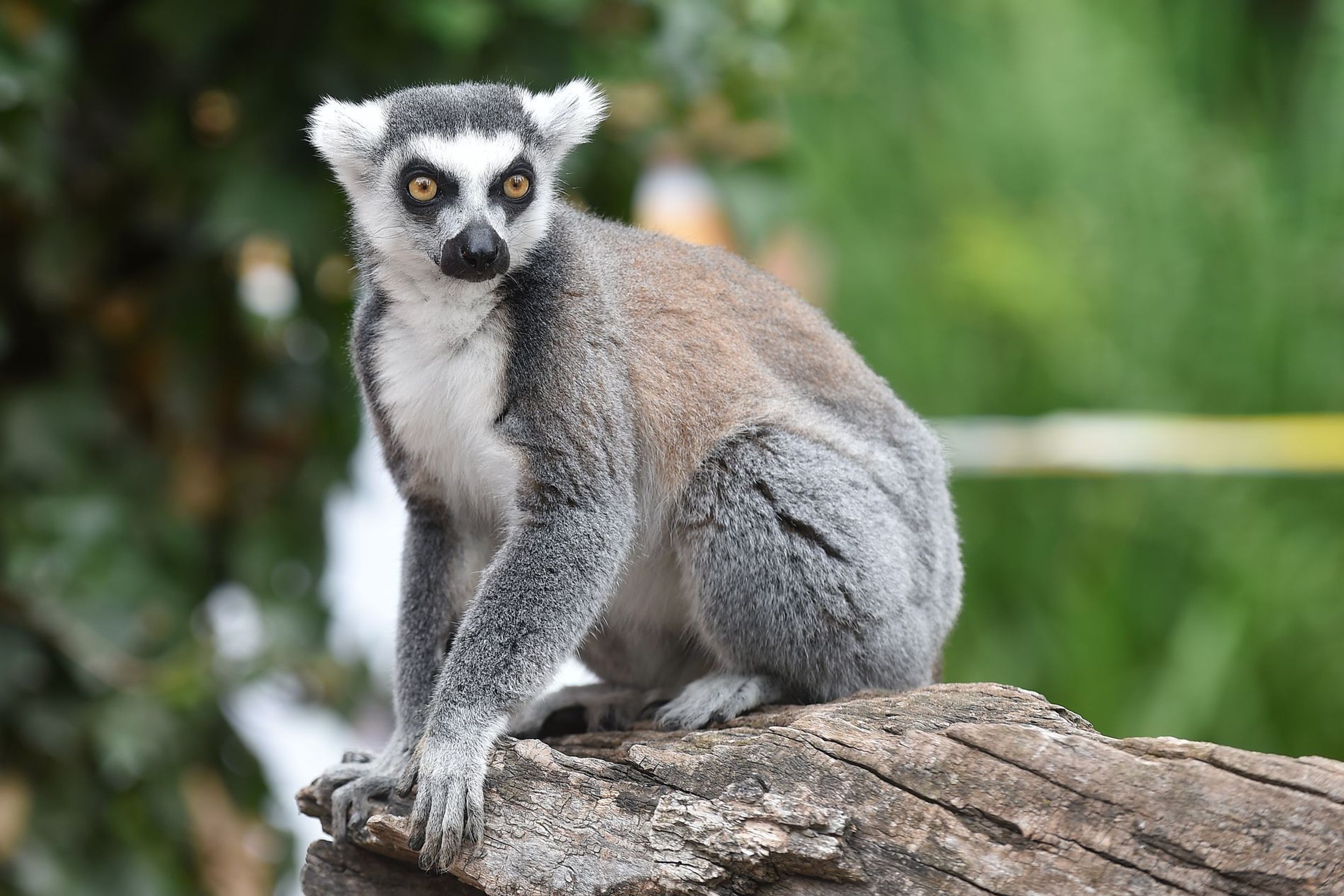 Krmení lemurů v ZOO Praha - 2 - GALERIE: Krmení lemurů v ZOO Praha (1/19)