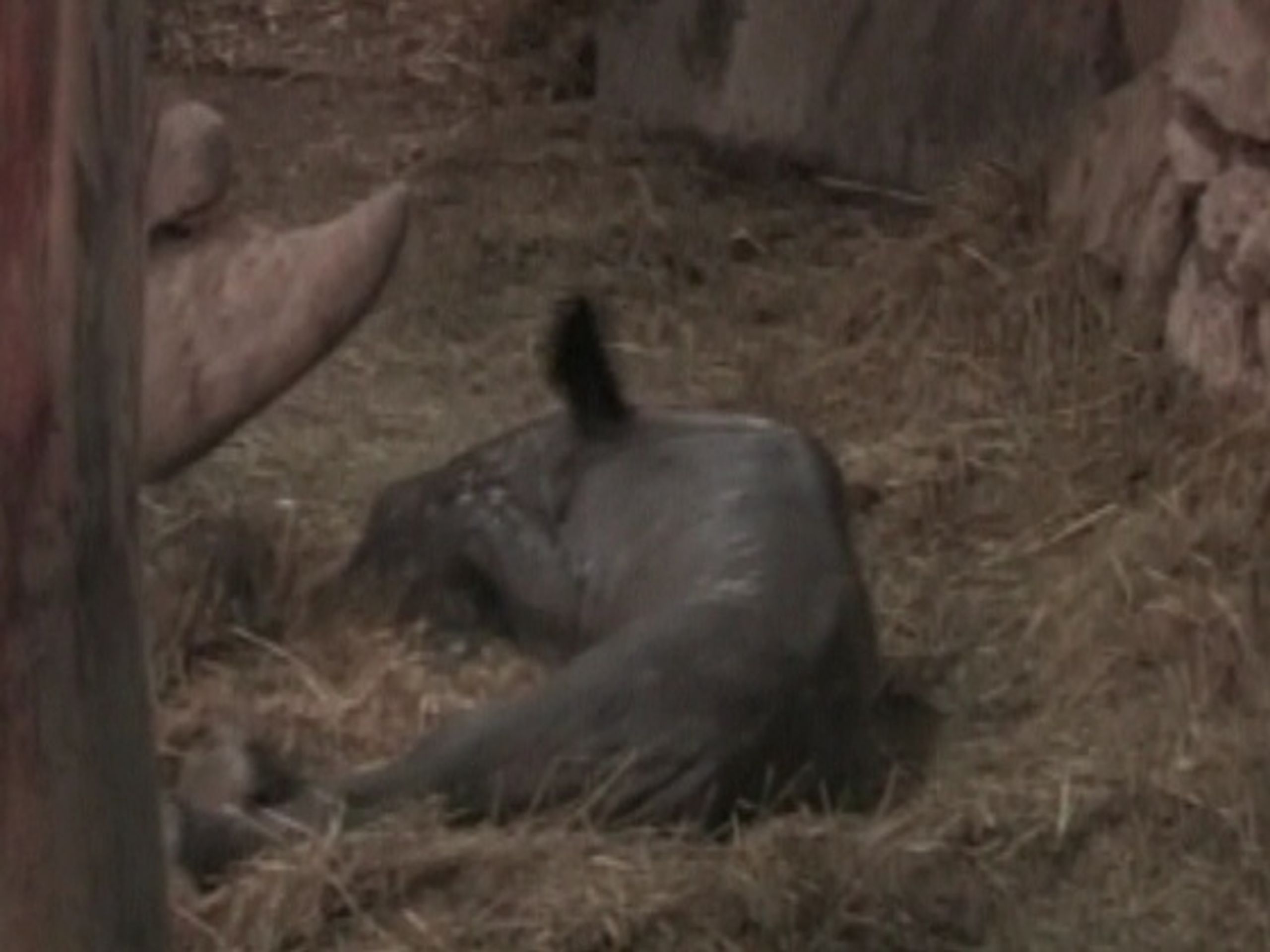Nosorožec - První nosorožec ze zkumavky je na světě! (1/3)