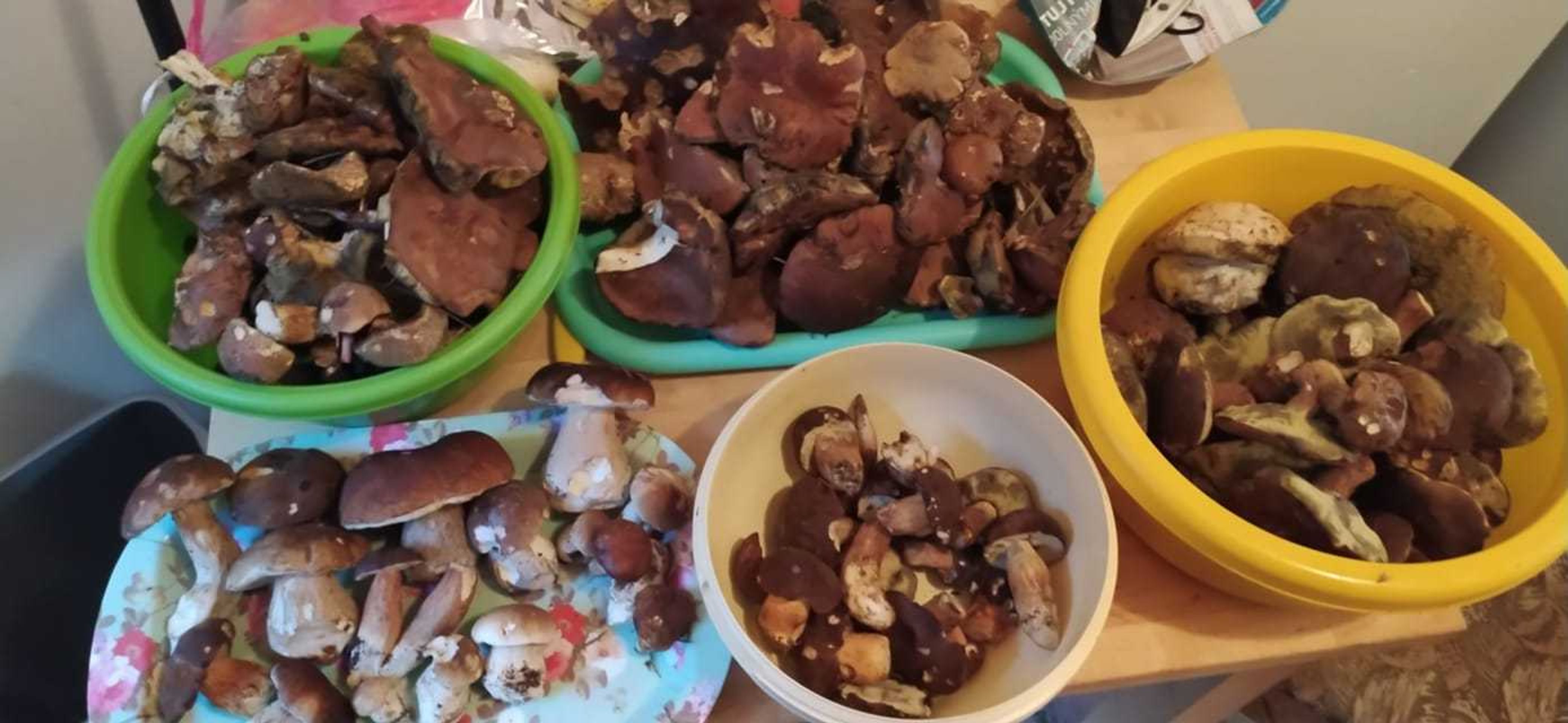 Houbařské úlovky od čtenářů TN.cz - 5 - GALERIE: Houbařské úlovky čtenářů TN.cz (17/21)