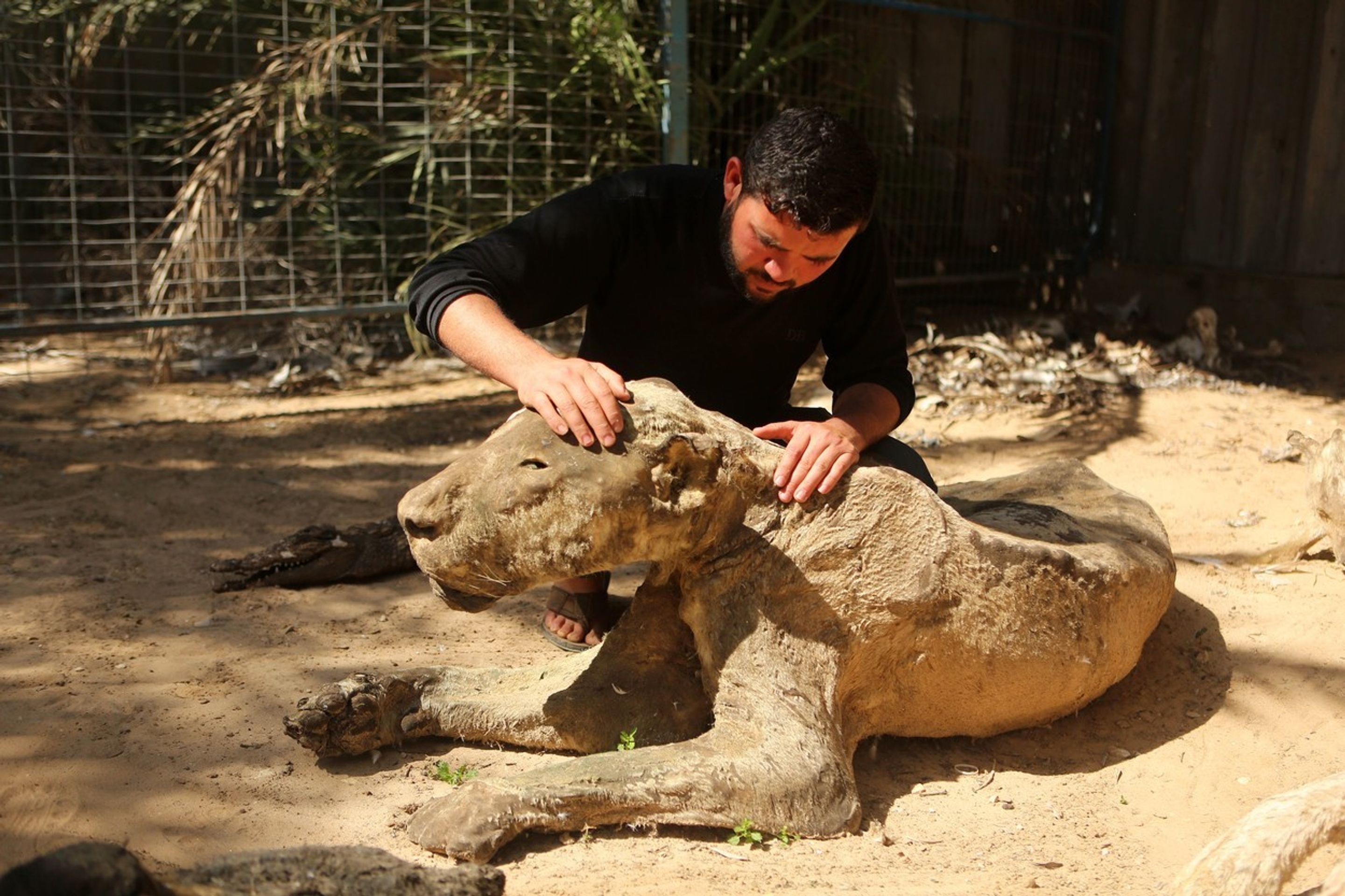 Zoo hrůzy v Palestině - 2 - GALERIE: Zoo hrůzy v Palestině (2/5)