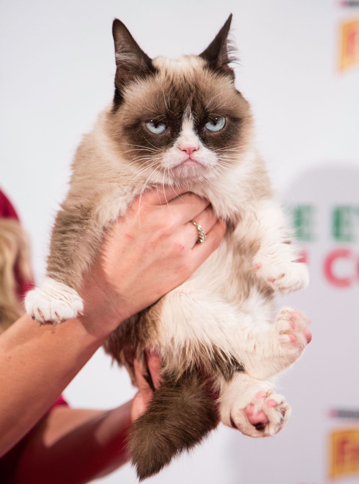 Grumpy cat - GALERIE: Nejnaštvanější kočka (5/9)