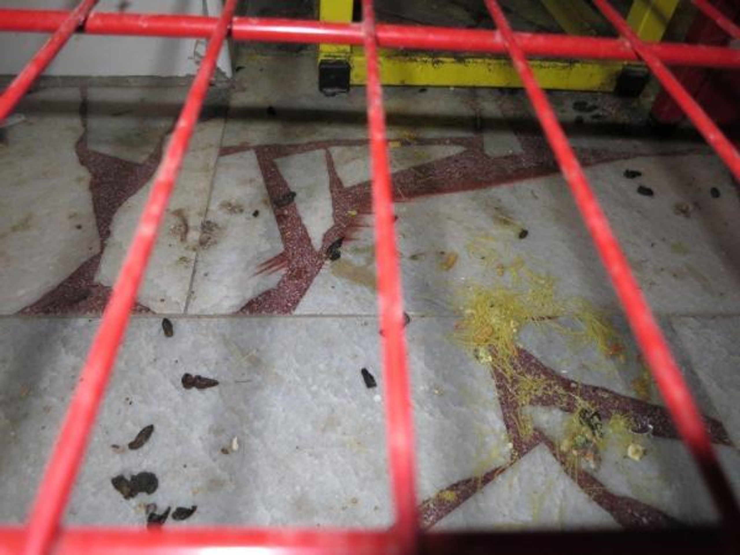 Inspekce našla v prodejně myší trus a nástrahy mezi potravinami - 7 - GALERIE: Inspekce našla v prodejně myší trus a nástrahy mezi potravinami (6/6)