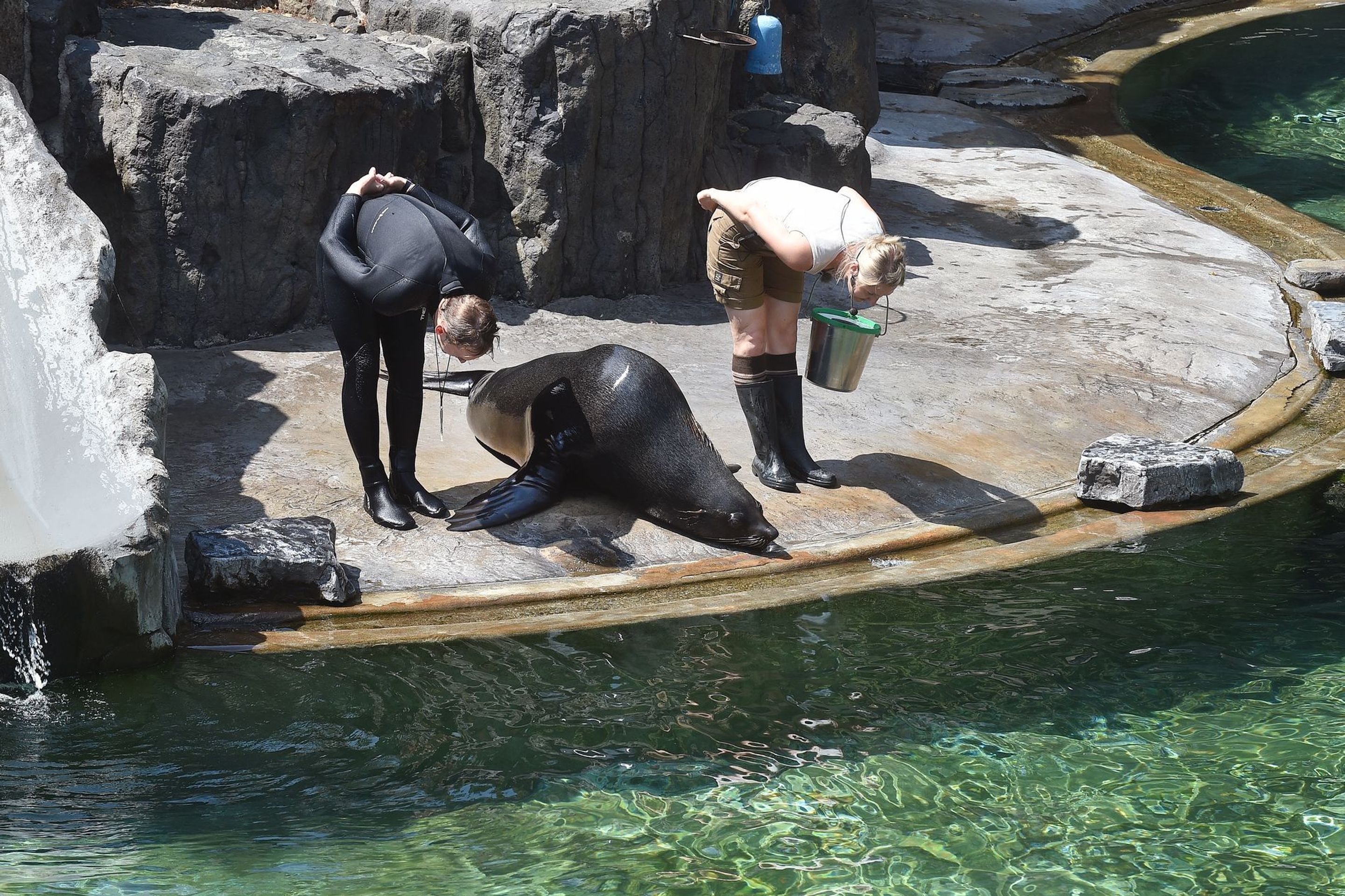 Cvičení lachtanů v ZOO Praha - 8 - GALERIE: Cvičení lachtanů v ZOO Praha (8/12)
