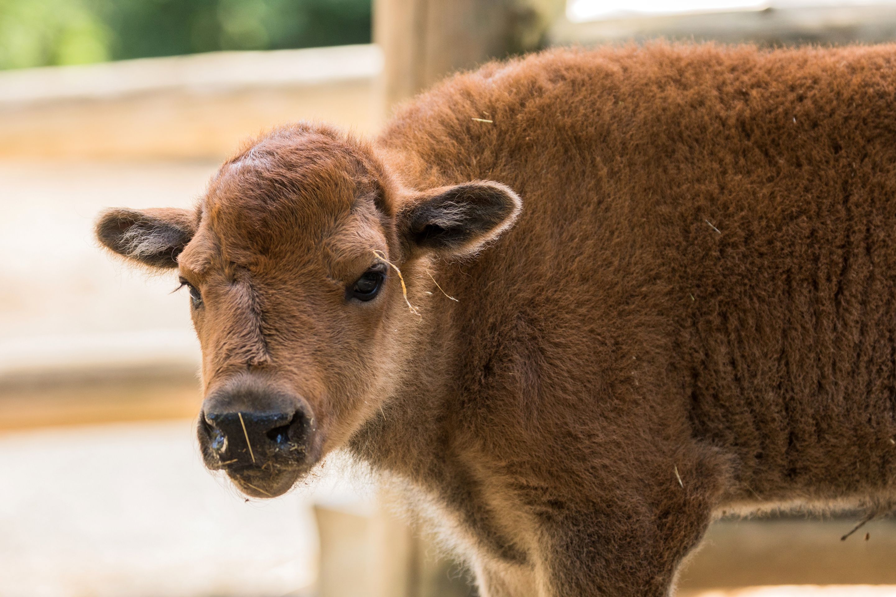 V brněnské zoo se narodil velbloudí kluk a bizoní holka - 4 - GALERIE: V brněnské zoo se narodil velbloudí kluk a bizoní holka (4/10)