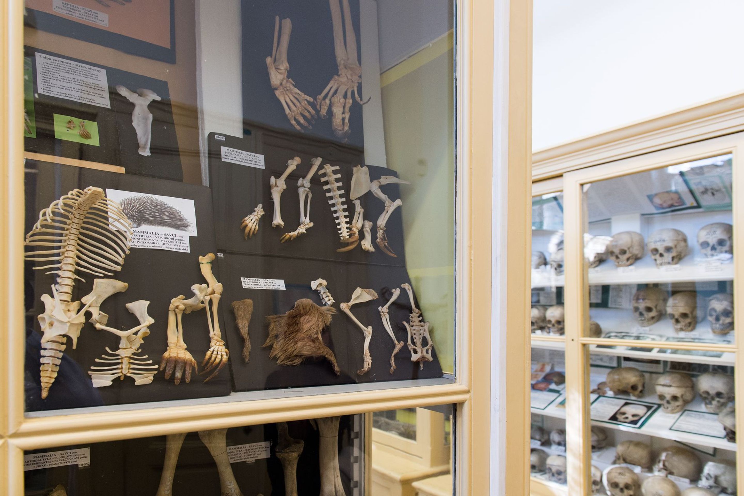 Muzeum normální a srovnávací anatomie - 1 - GALERIE: Muzeum normální a srovnávací anatomie (4/21)