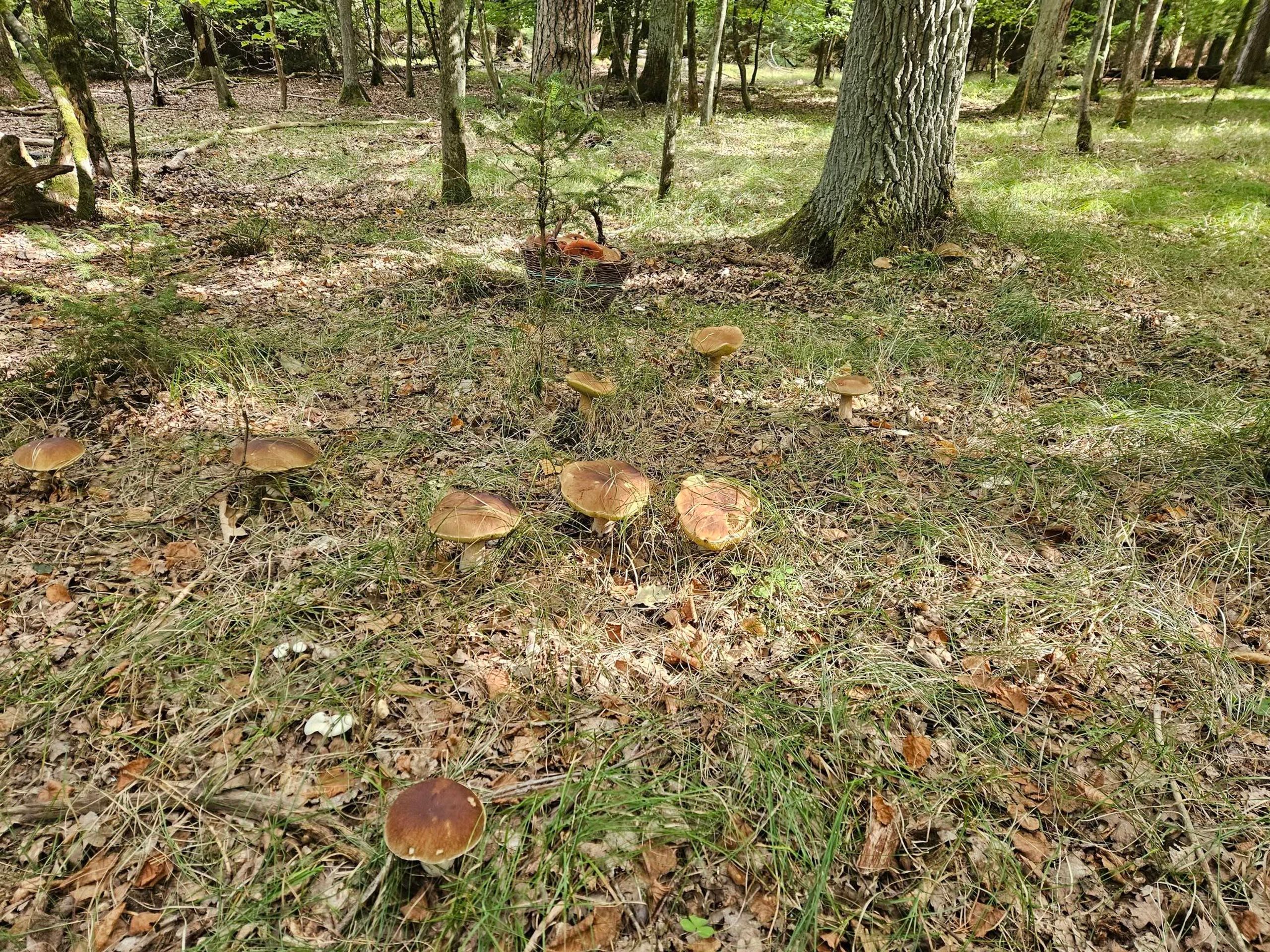 Hřibová nadílka na Karlovarsku - Invaze hřibů na Karlovarsku (2/6)