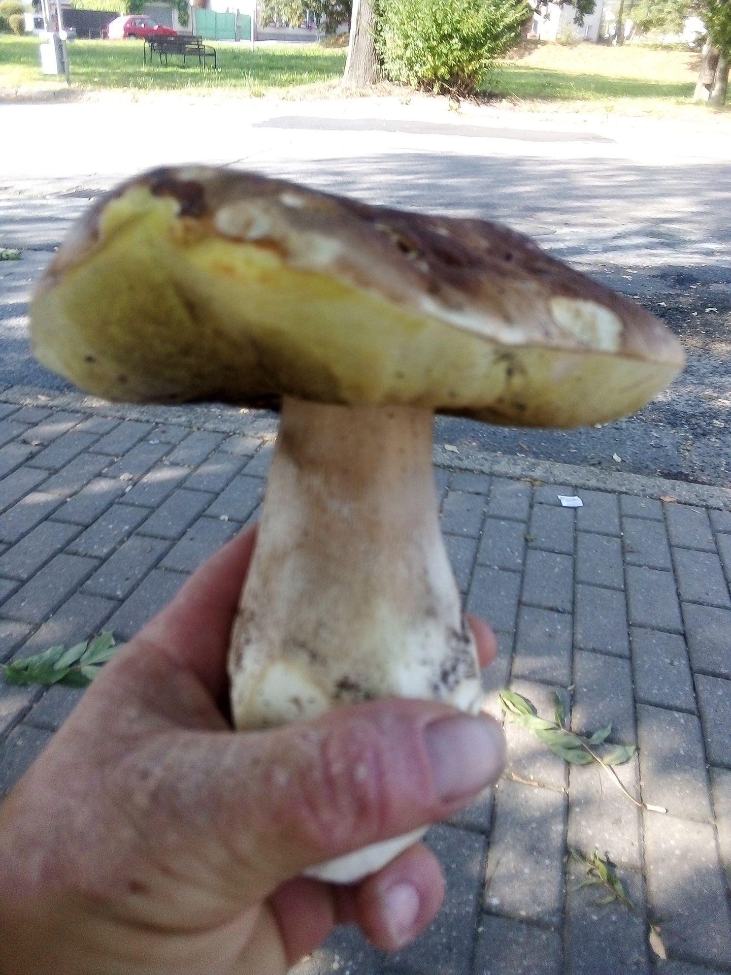 Houbařské úlovky od čtenářů TN.cz - GALERIE: Čtenáři TN.cz se chlubí svými houbařskými úspěchy (9/19)