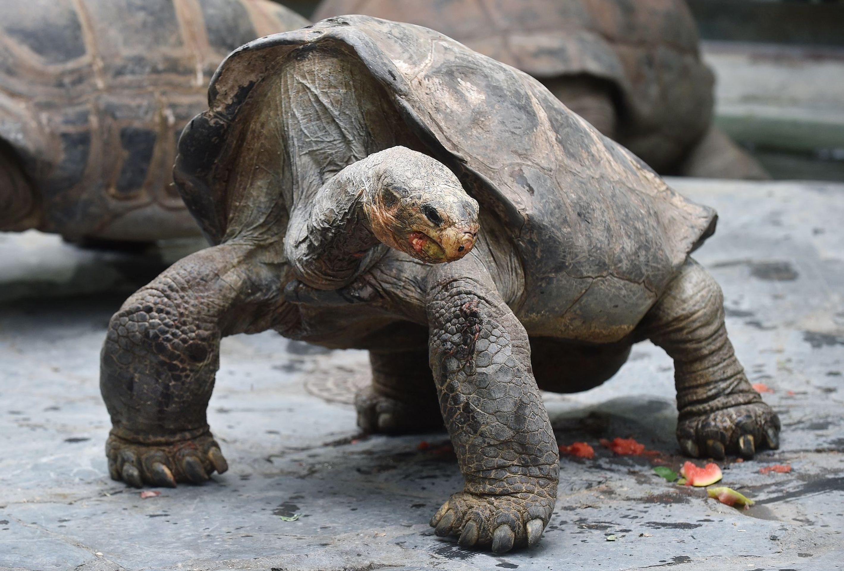 Krmení velkých želv v ZOO Praha - 10 - GALERIE: Krmení velkých želv v ZOO Praha (10/19)