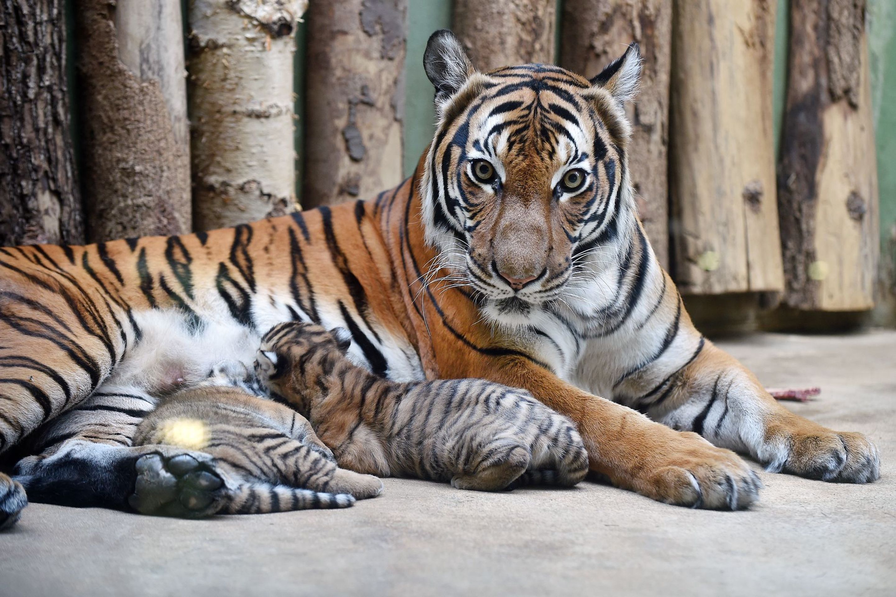 Mláďata tygra malajského v Zoo Praha - 7 - GALERIE: Mláďata tygra malajského v Zoo Praha (10/23)