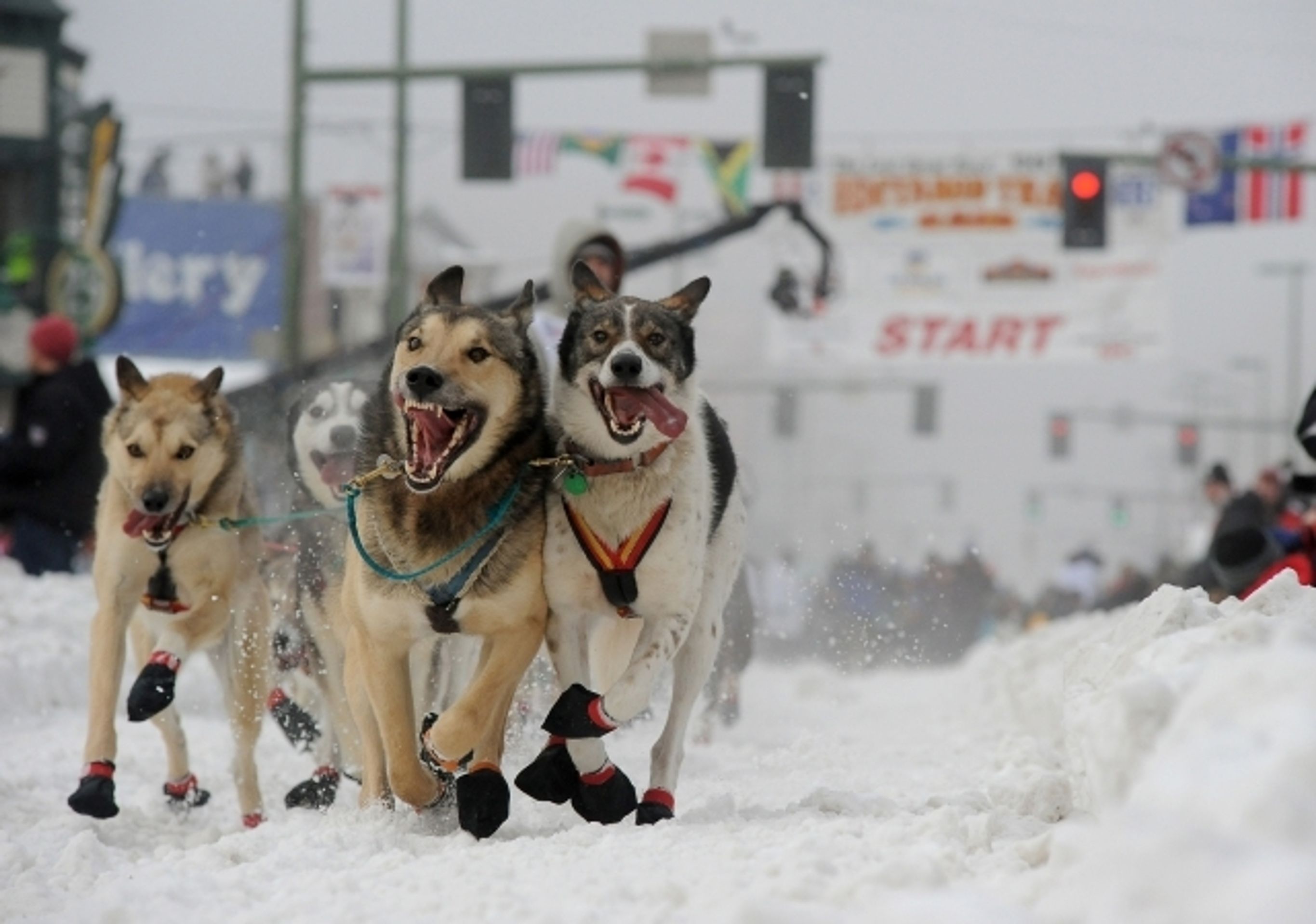 Iditarod - závod psích spřežení na Aljašce - 6 - GALERIE: Iditarod - závod psích spřežení na Aljašce (6/17)