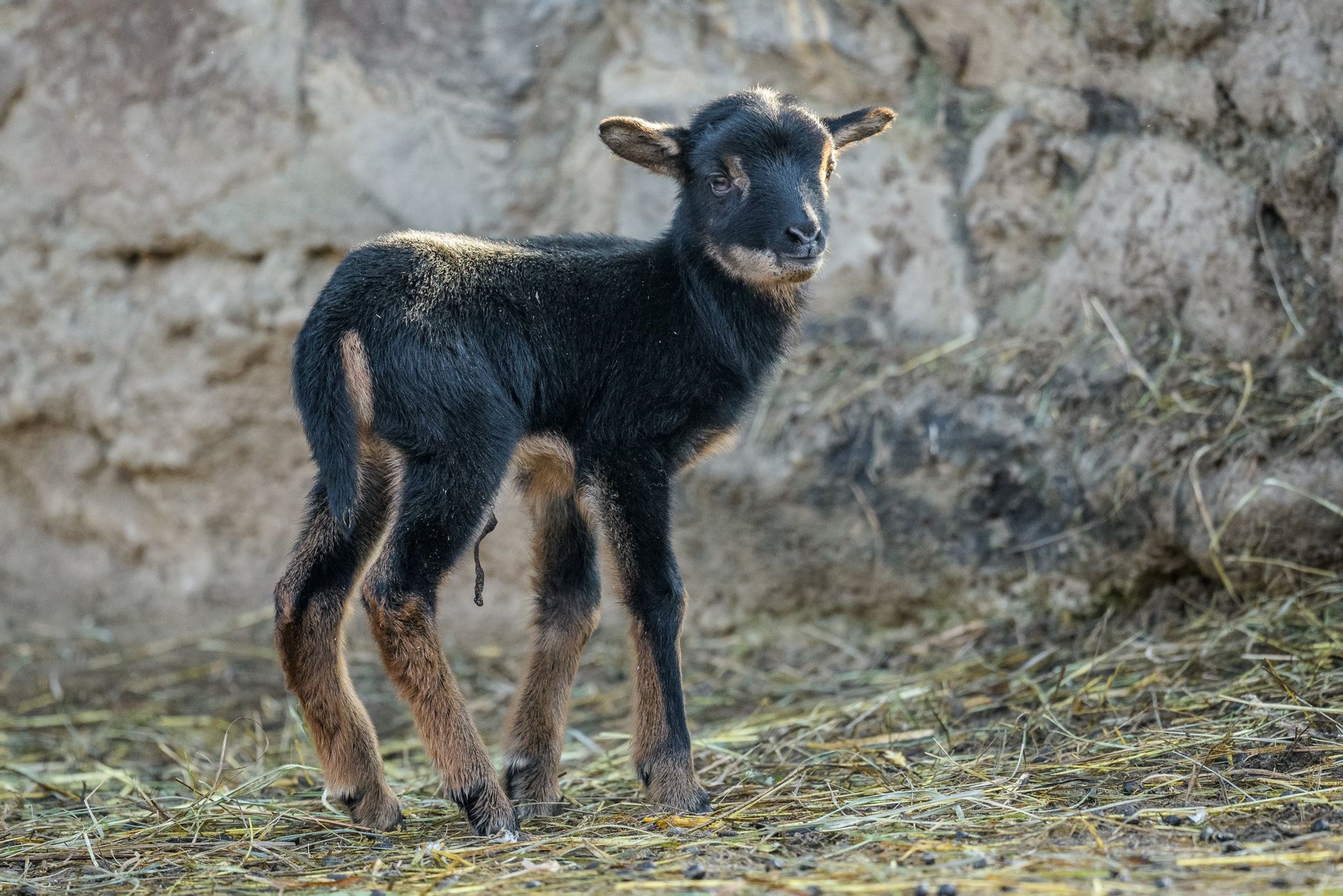 Mládě berana v Zoo Praha - GALERIE: Mláďata roku 2020 (4/9)