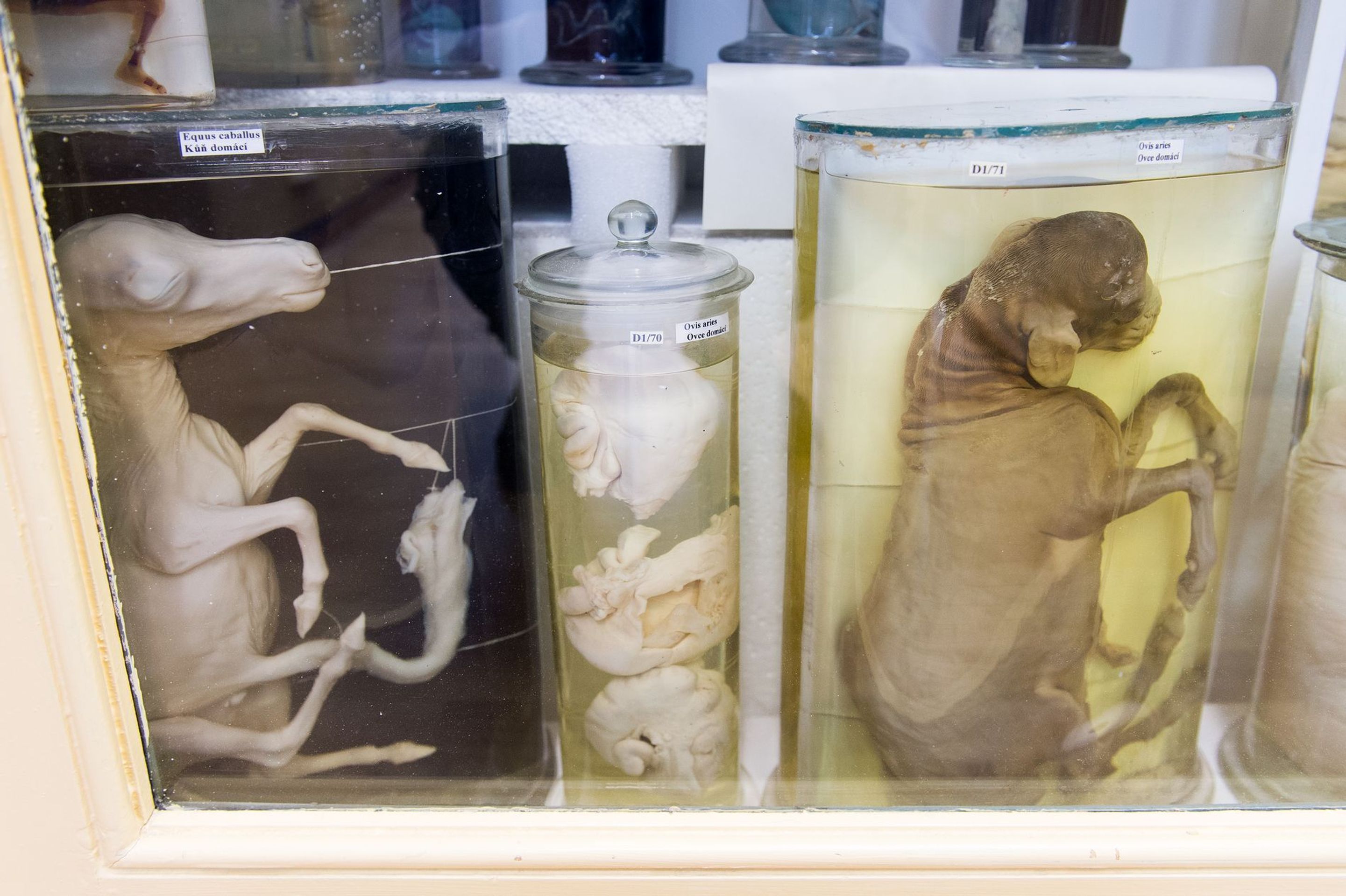 Muzeum normální a srovnávací anatomie - 18 - GALERIE: Muzeum normální a srovnávací anatomie (21/21)