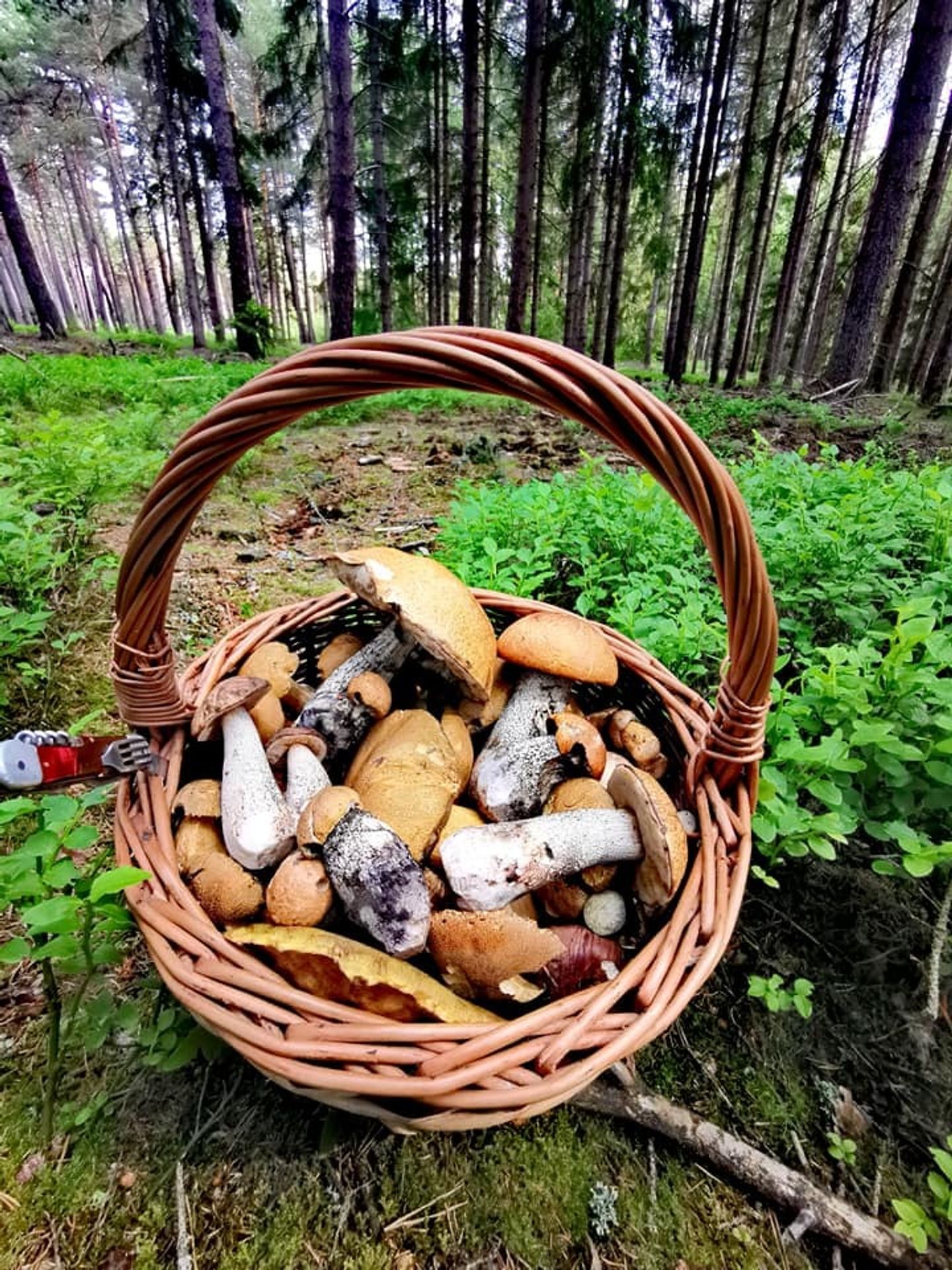 Houby - 5 - GALERIE: Houbaři se pochlubili košíky plnými hub (5/20)