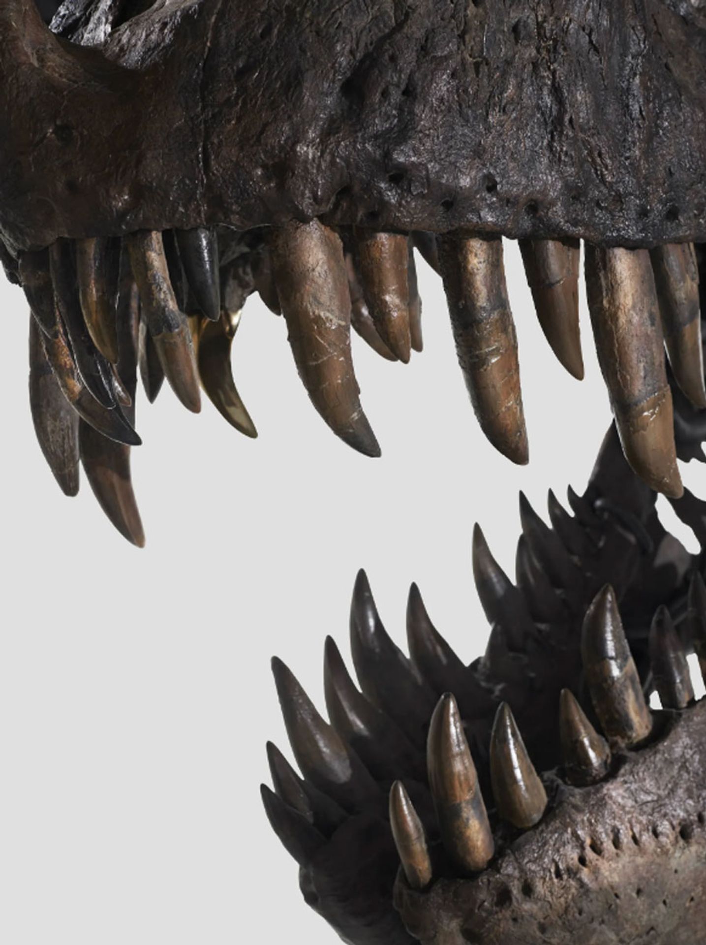 Tyrannosaur rex (3) - Tyrannosaur rex (1/12)