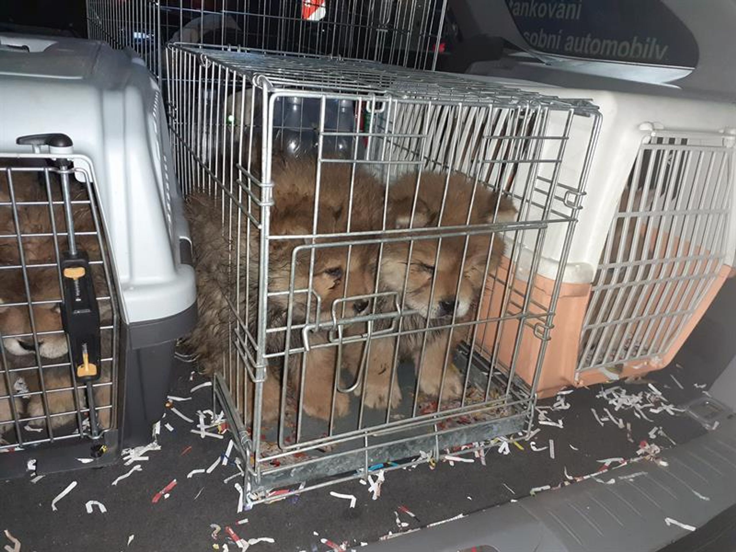 Nalezená štěňata - Nalezení psi (5/6)