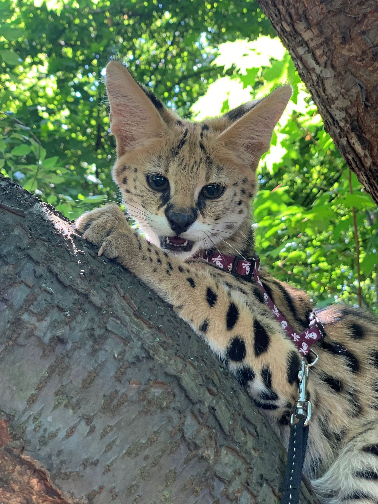 Serval Stepní - Serval stepní utekl majiteli (3/4)