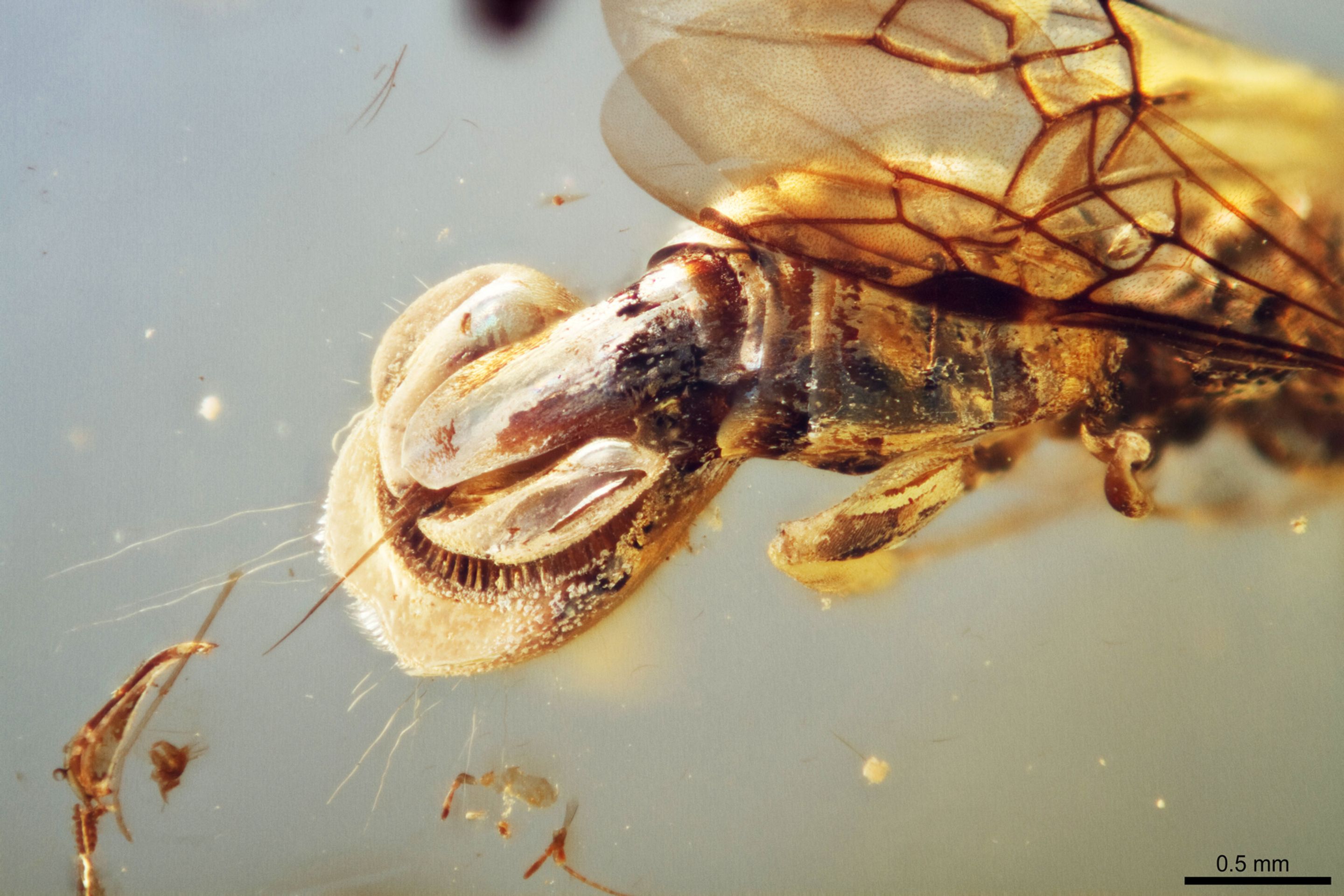 Sirenobethylus charybdis (1) - Sirenobethylus charybdis (2/3)