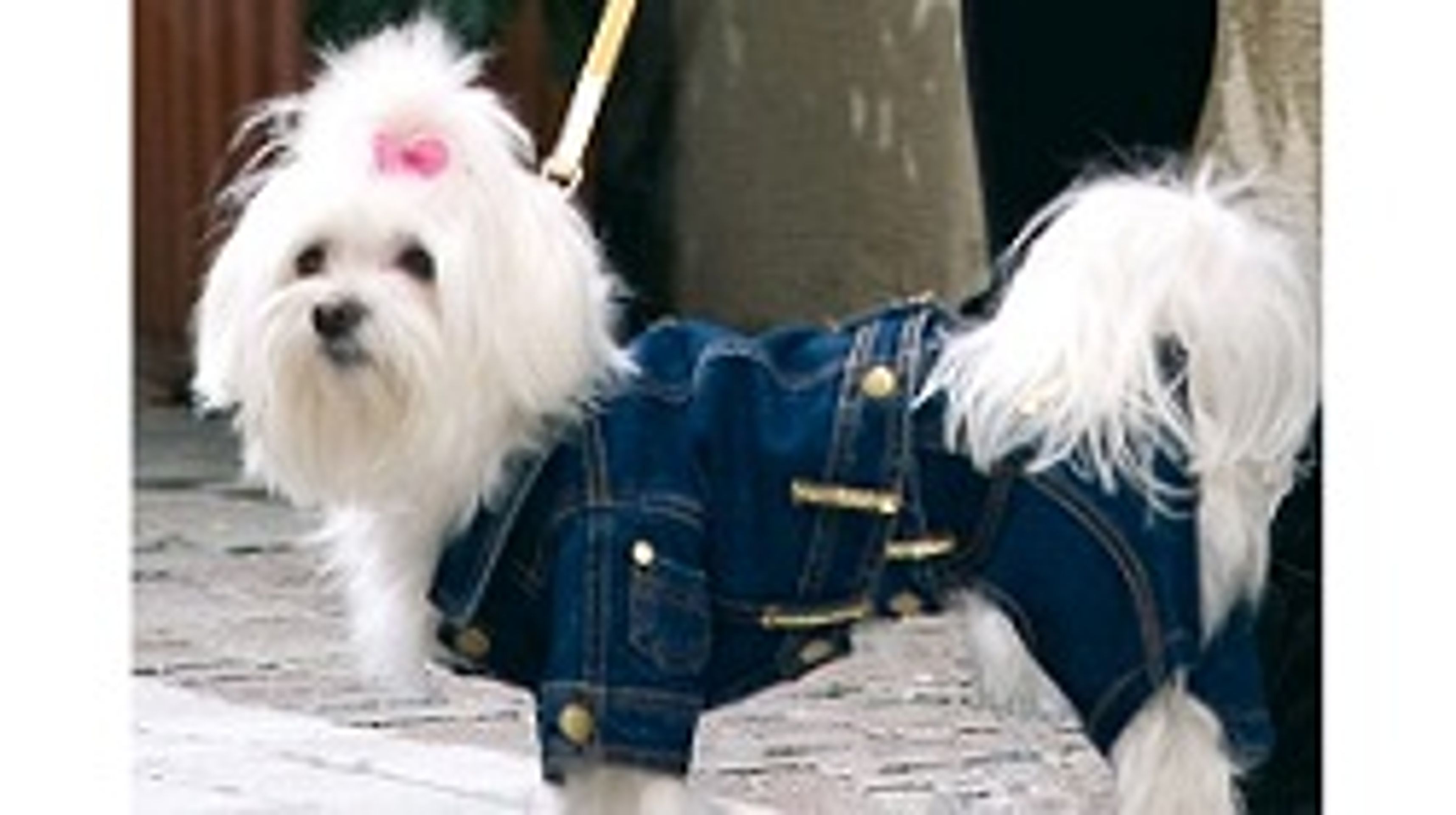 psí oblečky - GALERIE: Psí oblečky na živých modelech (19/33)