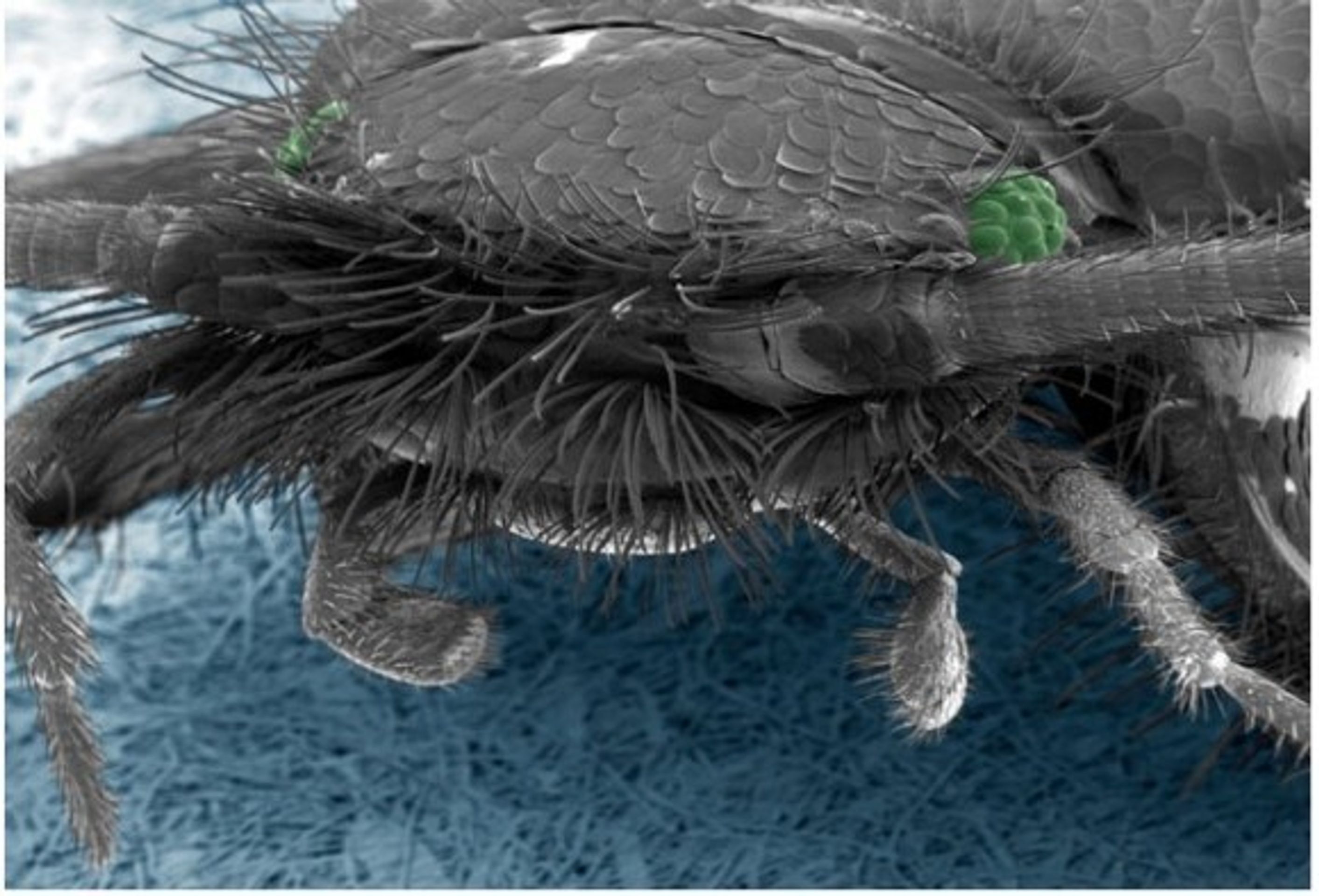 Hmyz pod elektronovým mikroskopem - 11 - GALERIE: Hmyz pod elektronovým mikroskopem (11/20)