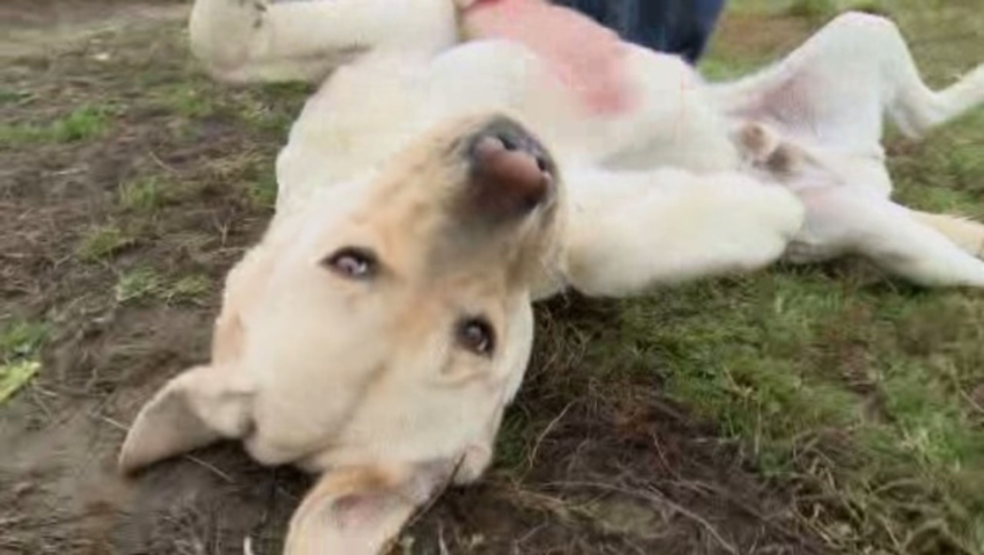 Labrador Sunny - 2 - GALERIE: Labrador Sunny (3/4)