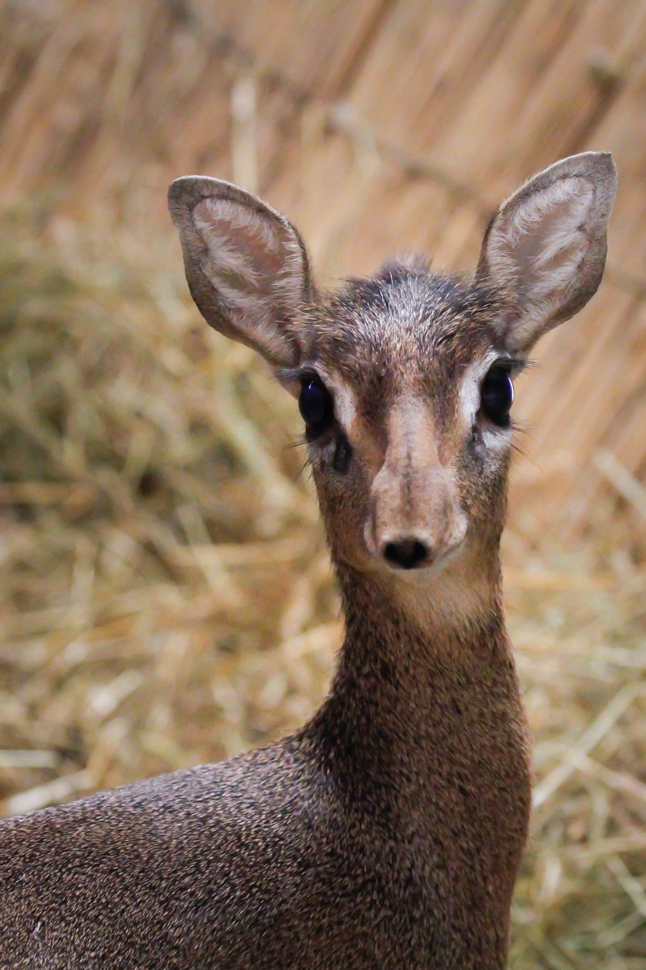 Dikdik - Miniaturní antilopy (3/3)