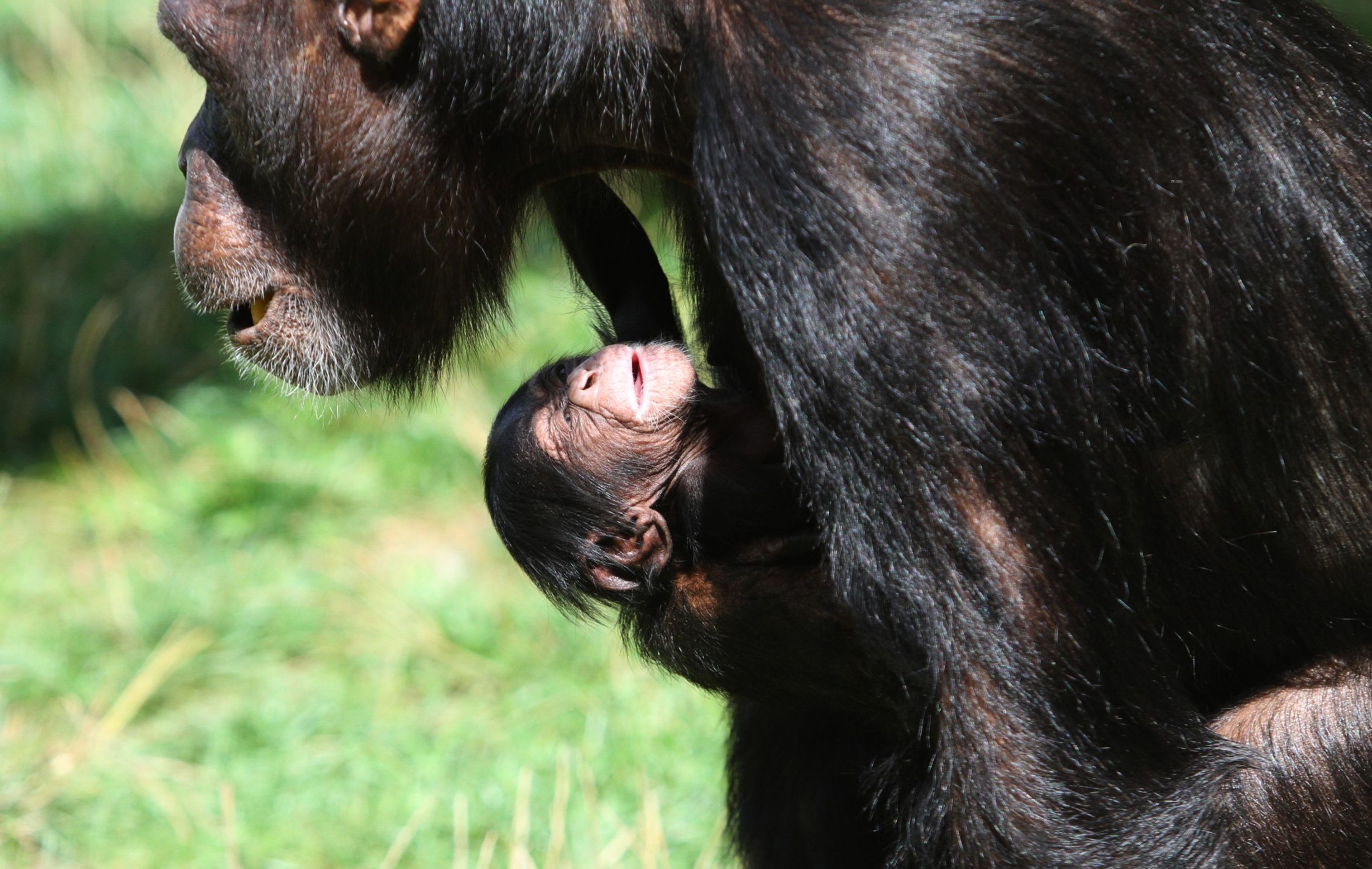 V zoo se narodilo mládě šimpanze (1) - V zoo se narodilo mládě šimpanze (1/3)