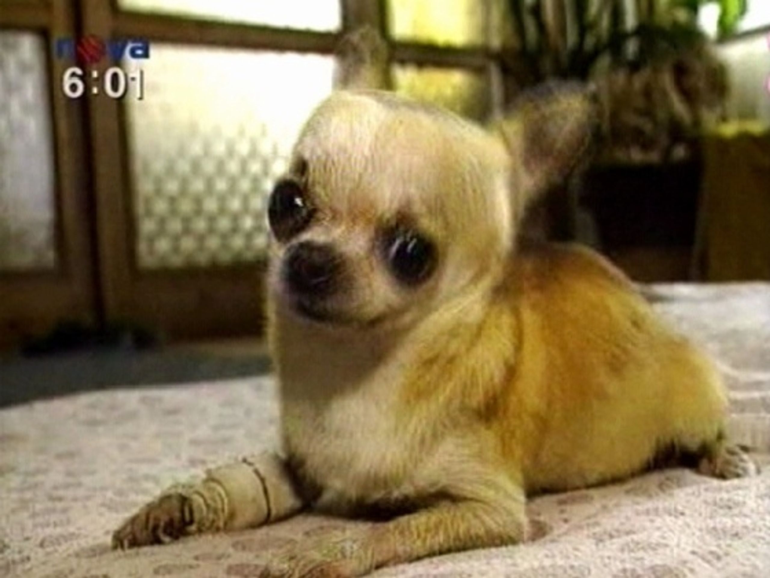 Zřejmě nejmenší pes na světě - čivava. Archivní foto - Soud o čivavu opět otevřen (1/2)