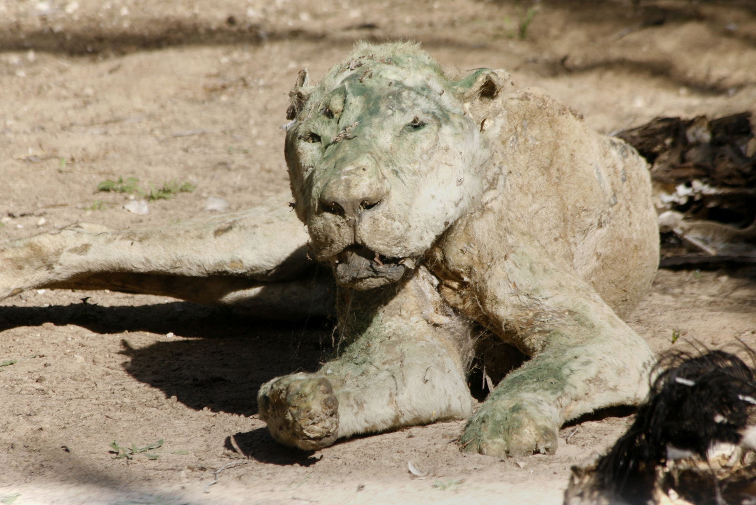 Děsivé fotografie ze zoo v Gaze - 4 - GALERIE: Děsivé fotografie ze zoo v Gaze (4/7)