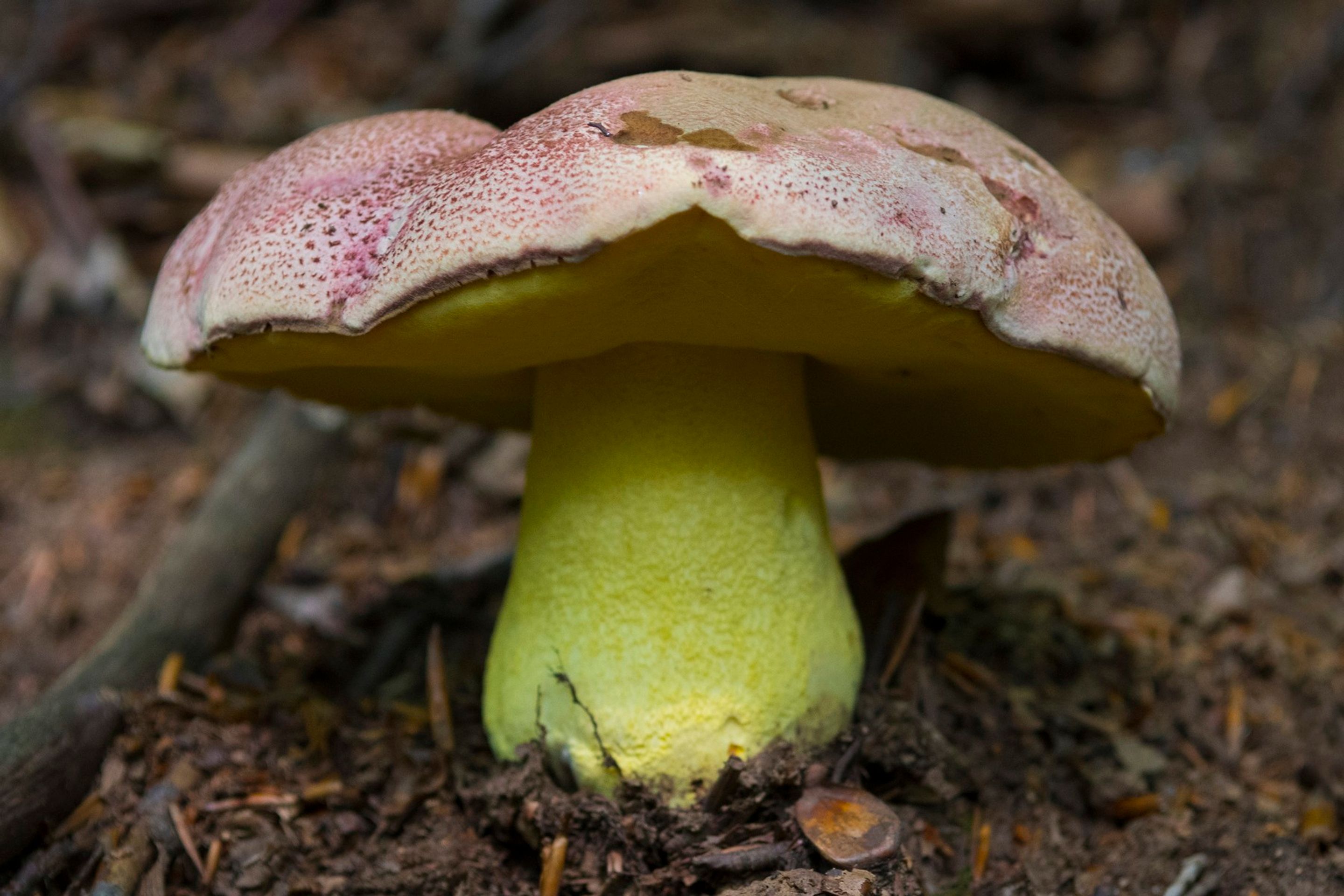Hřib královský (Butyriboletus regius) - Za sběr těchto hub hrozí vysoké pokuty (2/3)