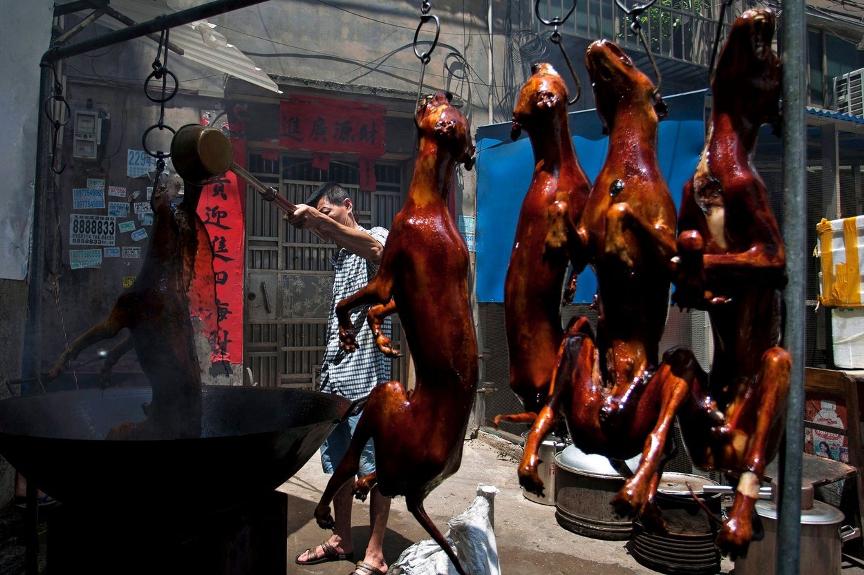 Pojídání psů na festivalu Yulin 2015 - 12 - GALERIE: Pojídání psů na festivalu Yulin 2015 (2/11)