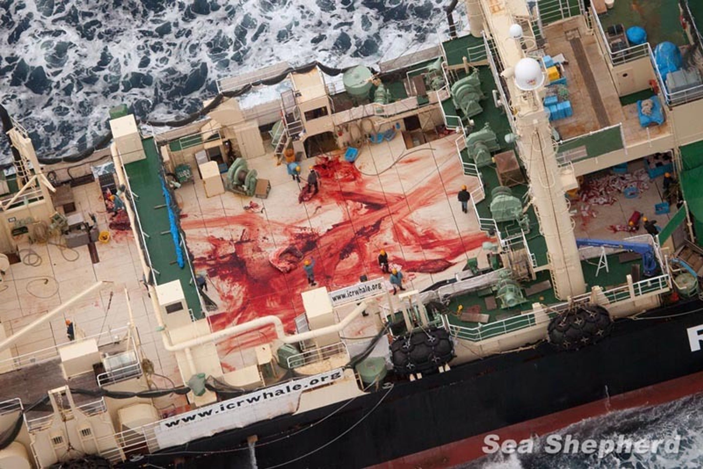 Sea Shepherd versus velrybáři - 1 - GALERIE: Sea Shepherd versus velrybáři (4/4)
