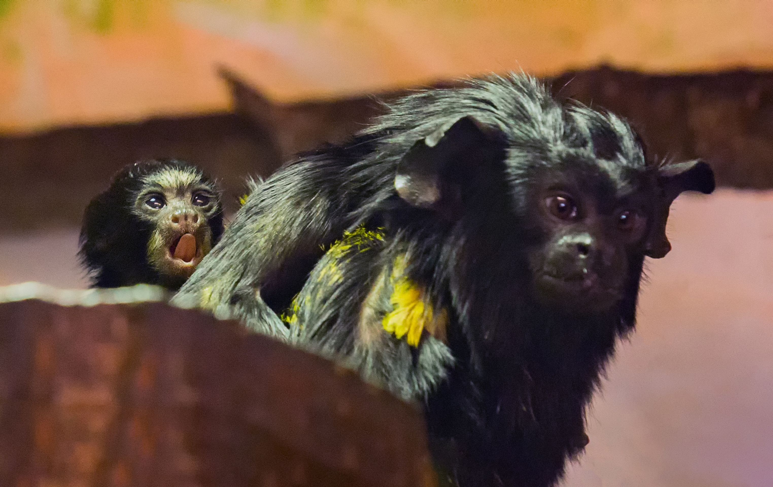 Dvojčata tamarína žlutorukého z brněnské zoo - 3 - GALERIE: Dvojčata tamarína žlutorukého z brněnské zoo (3/3)