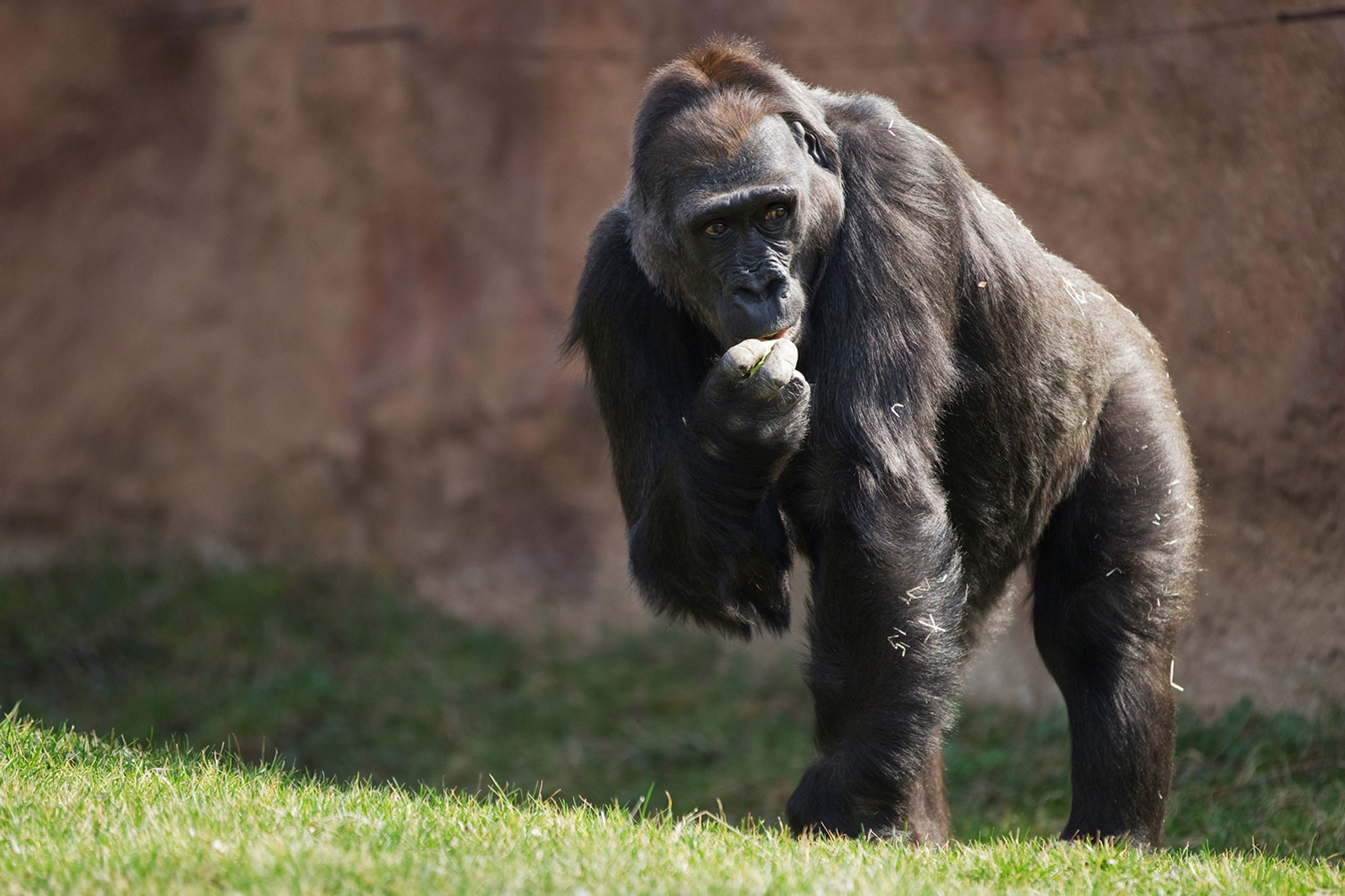 Kamba _6 - GALERIE: Porod gorily Kamby v pražské ZOO (7/8)