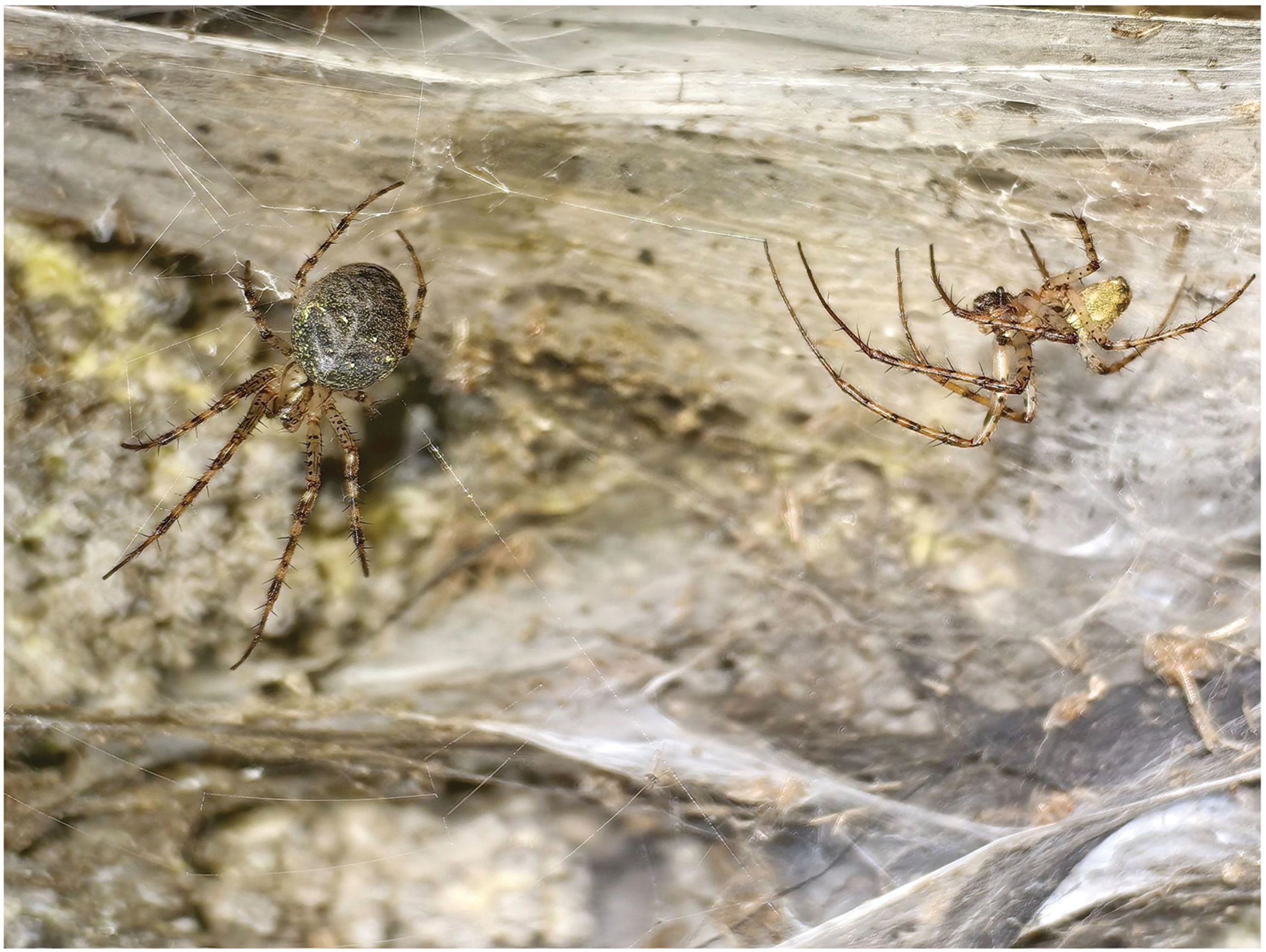 Samička a sameček druhu Metellina merianae - Vědci v Evropě objevili nejhorší noční můru arachnofobiků. Nic většího ještě neviděli (3/4)