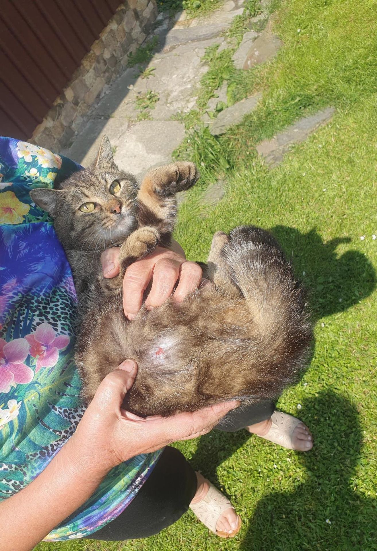 Na Liberecku někdo střílí kočky - Na Liberecku někdo střílí kočky (2/4)