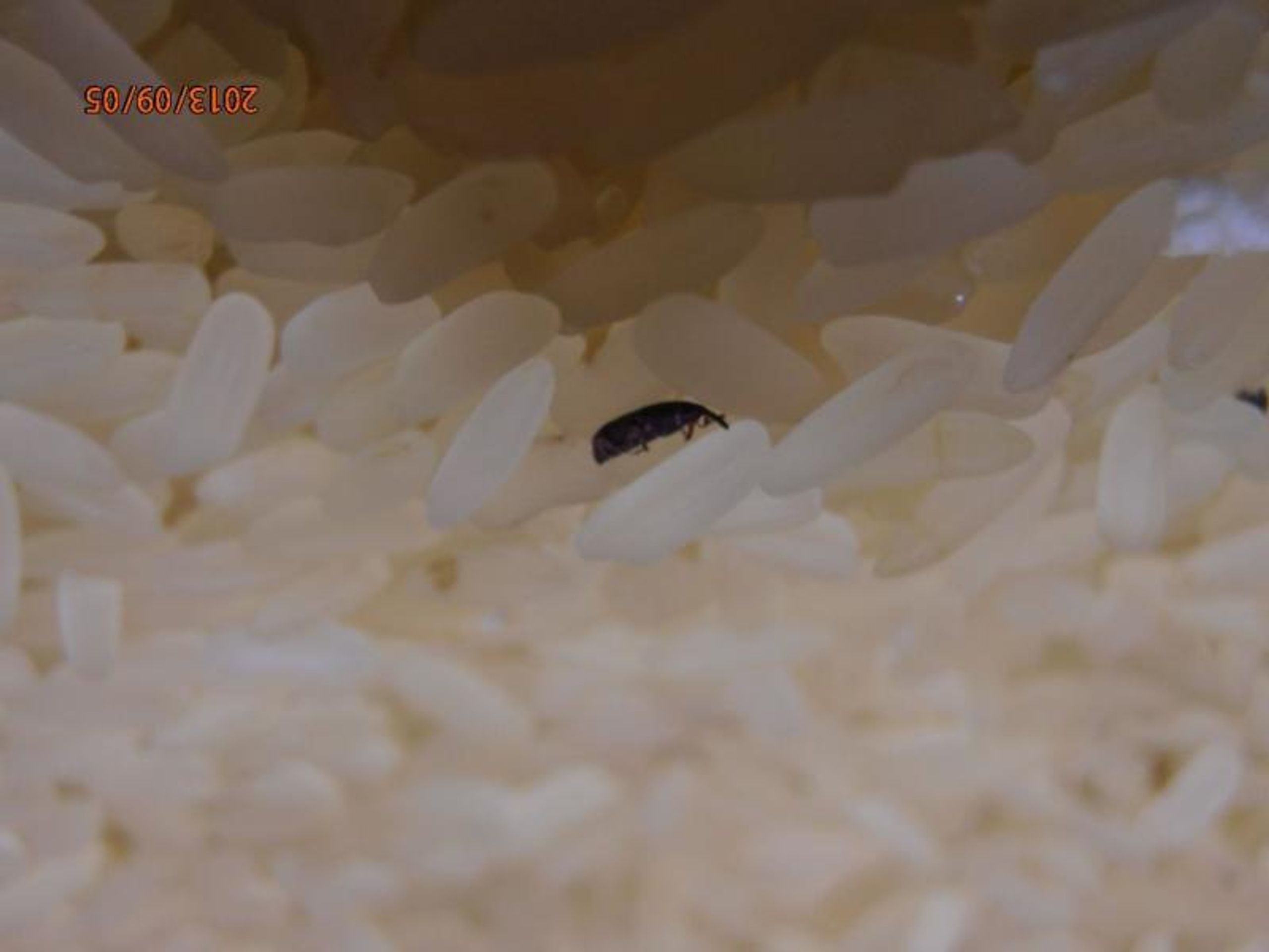 Potraviny na pranýři: Kaufland Liberec: Parboiled rýže dlouhozrnná - 5 - GALERIE: Kaufland Liberec - Parboiled rýže dlouhozrnná (5/5)