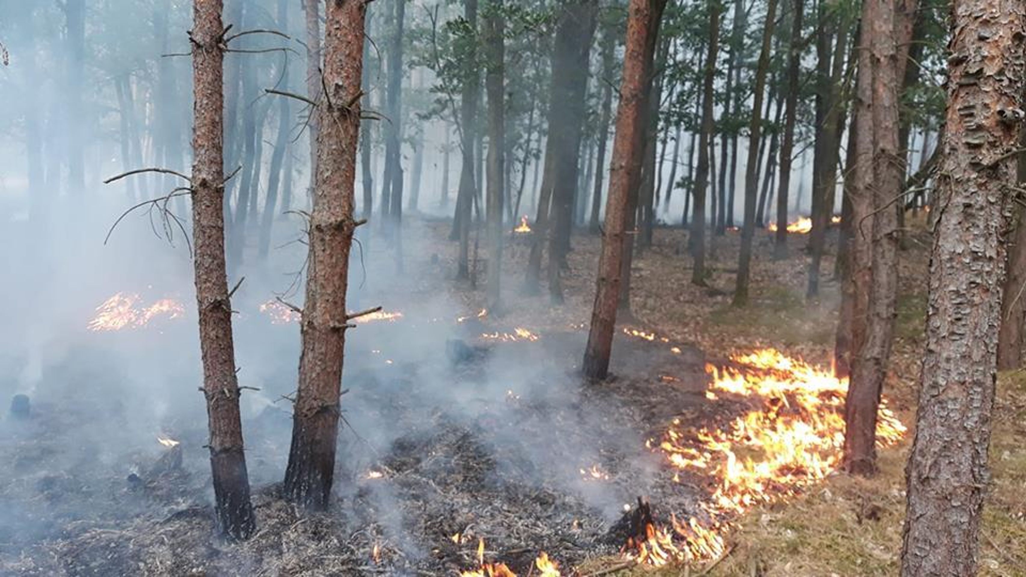 Rozsáhlý požár lesa nedaleko železniční trati u Pňovan - 6 - GALERIE: Požár lesa nedaleko železniční trati u Pňovan (4/9)