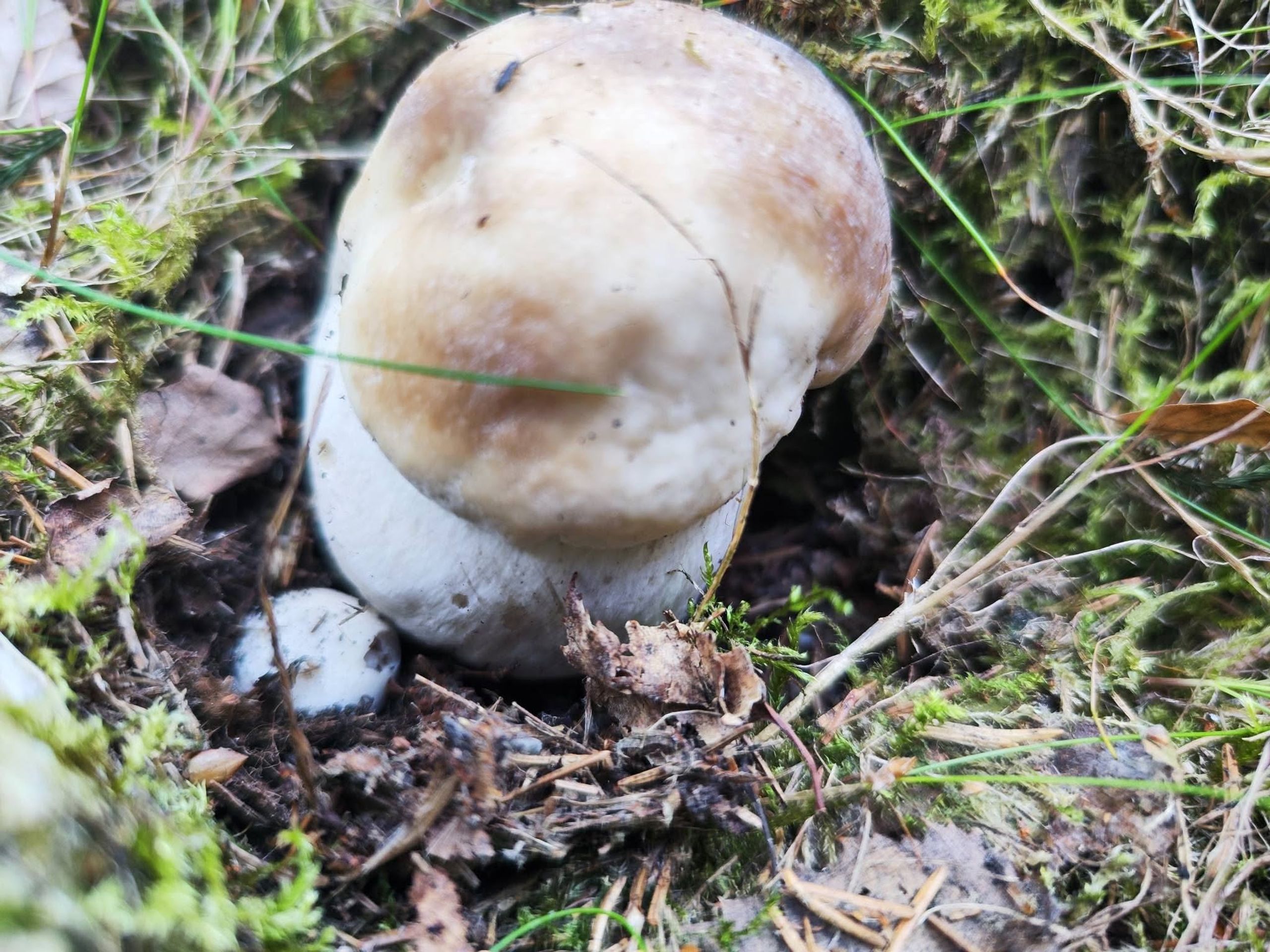 Houbová nadílka na Chomutovsku - Houbová nadílka na Chomutovsku (6/12)