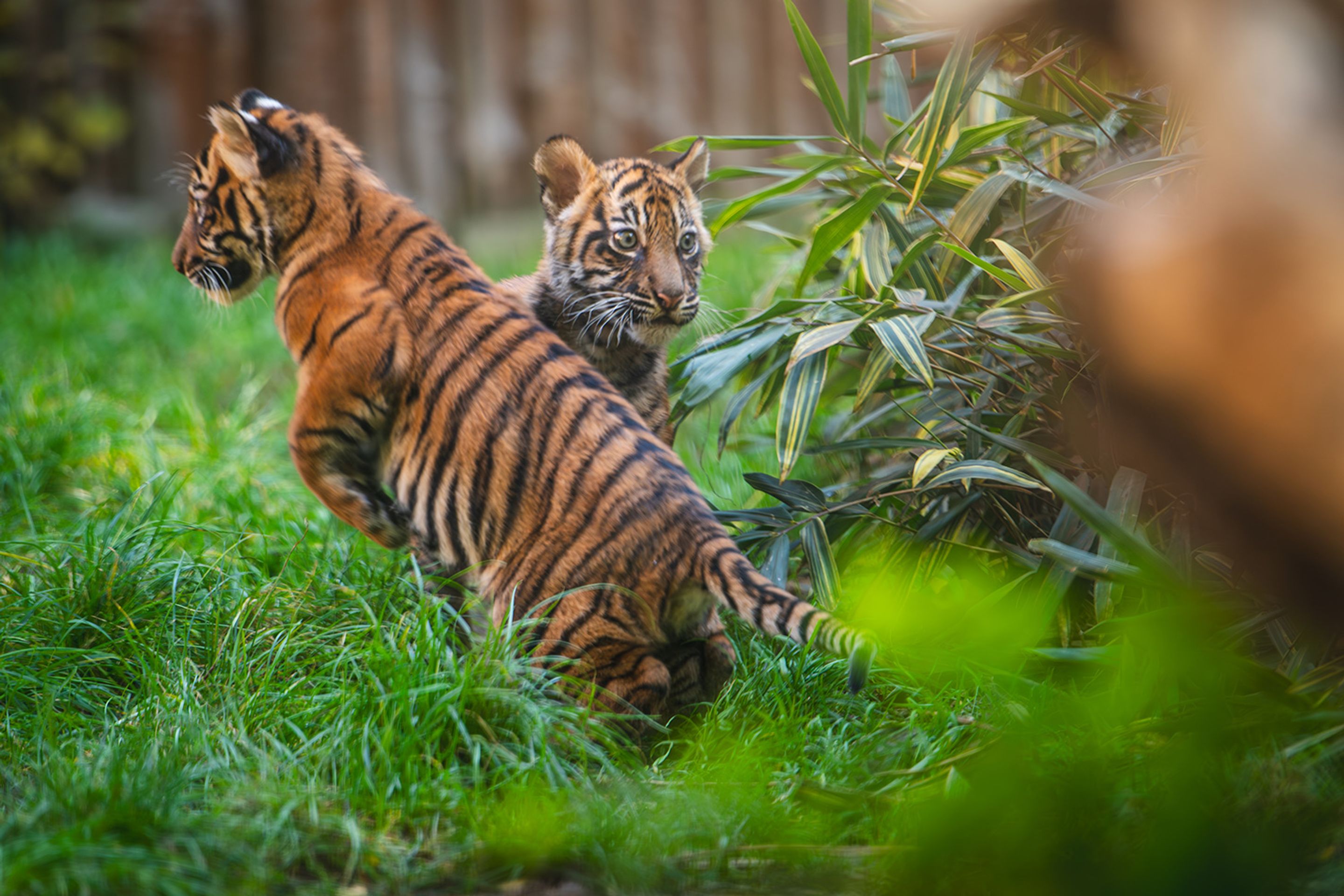 Tygři sumaterští ve vratislavské zoo (16) - Tygři sumaterští ve vratislavské zoo (4/16)