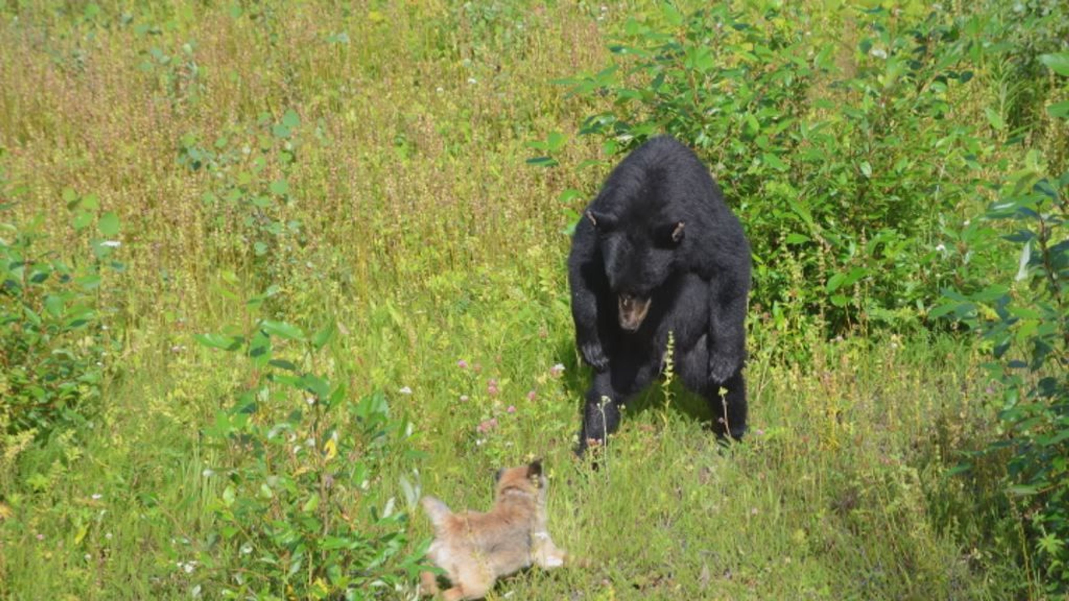 Fenka Ajka brání páníčka před medvědem v Kanadě - 1 - GALERIE: Fenka Ajka brání pánička před medvědem Baribalem v Kanadě (9/9)